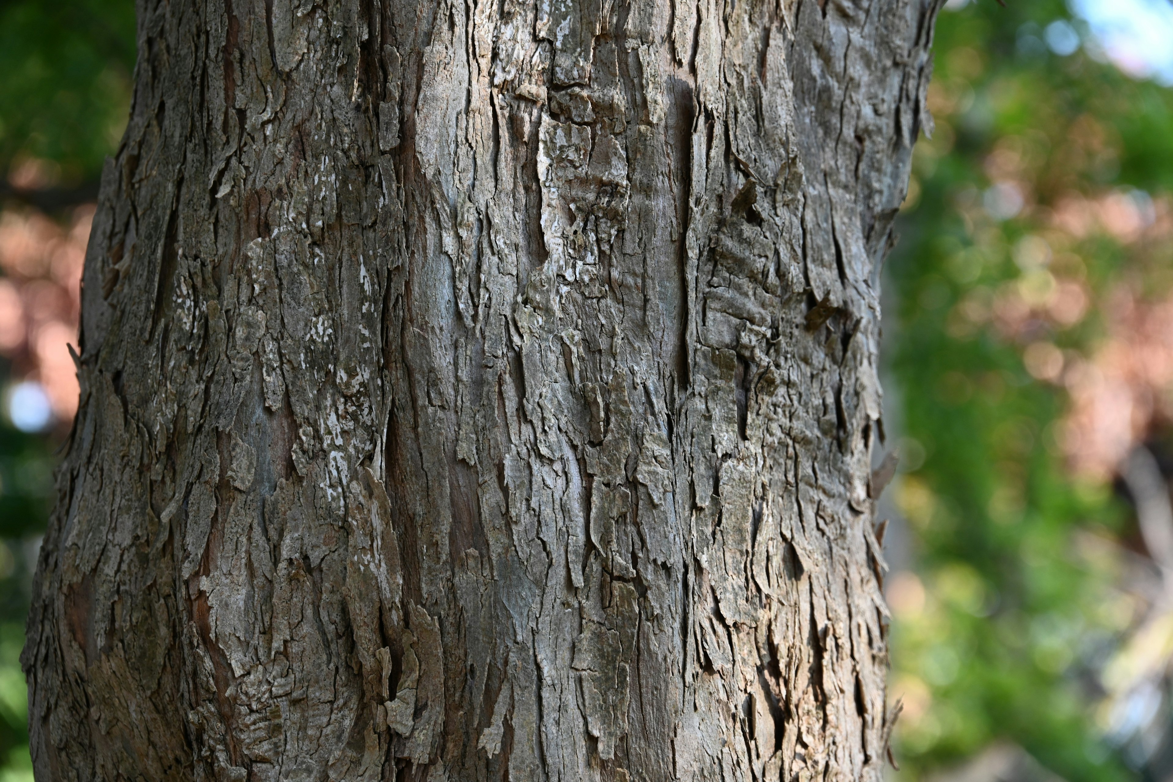 Detailed texture of a tree trunk with a natural background