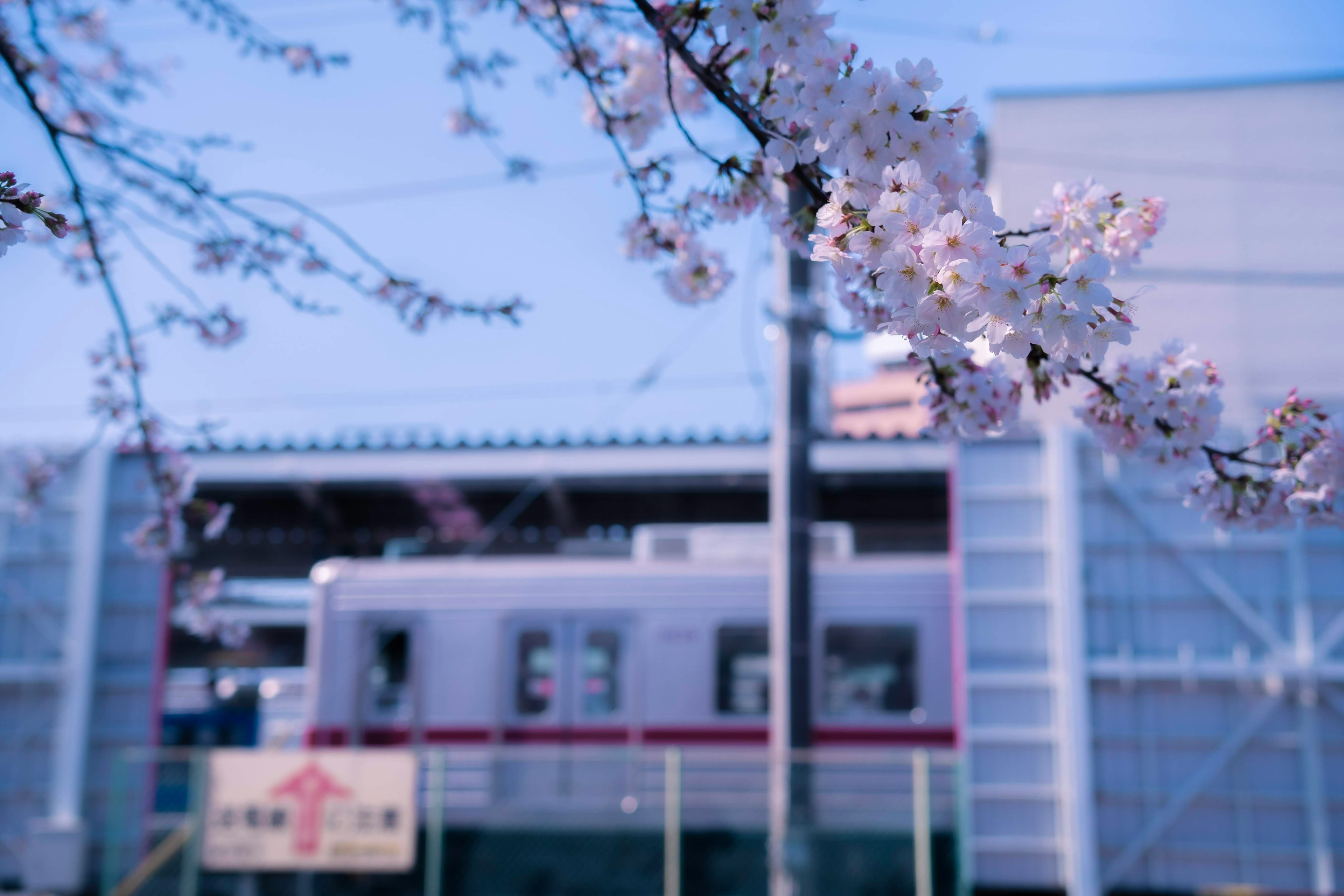 桜の花が咲いている前景と建物の背景