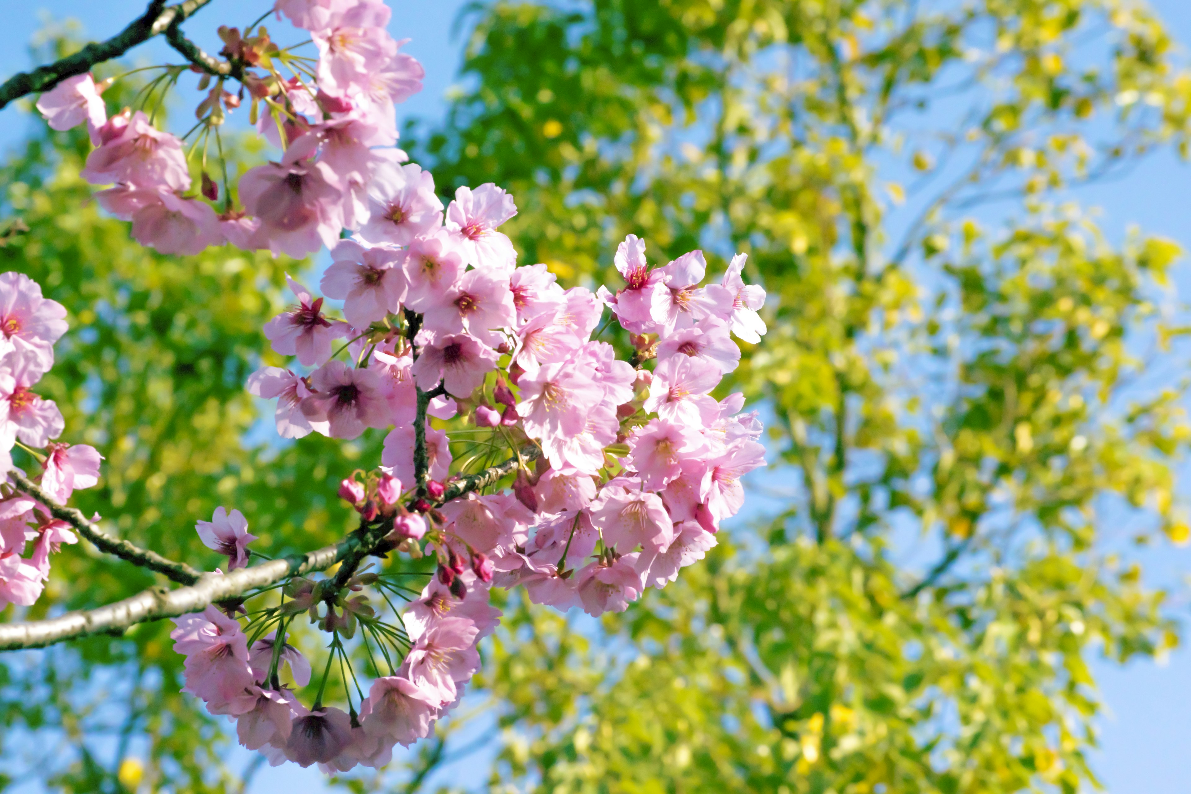 Bunga sakura mekar di bawah langit biru dengan daun hijau