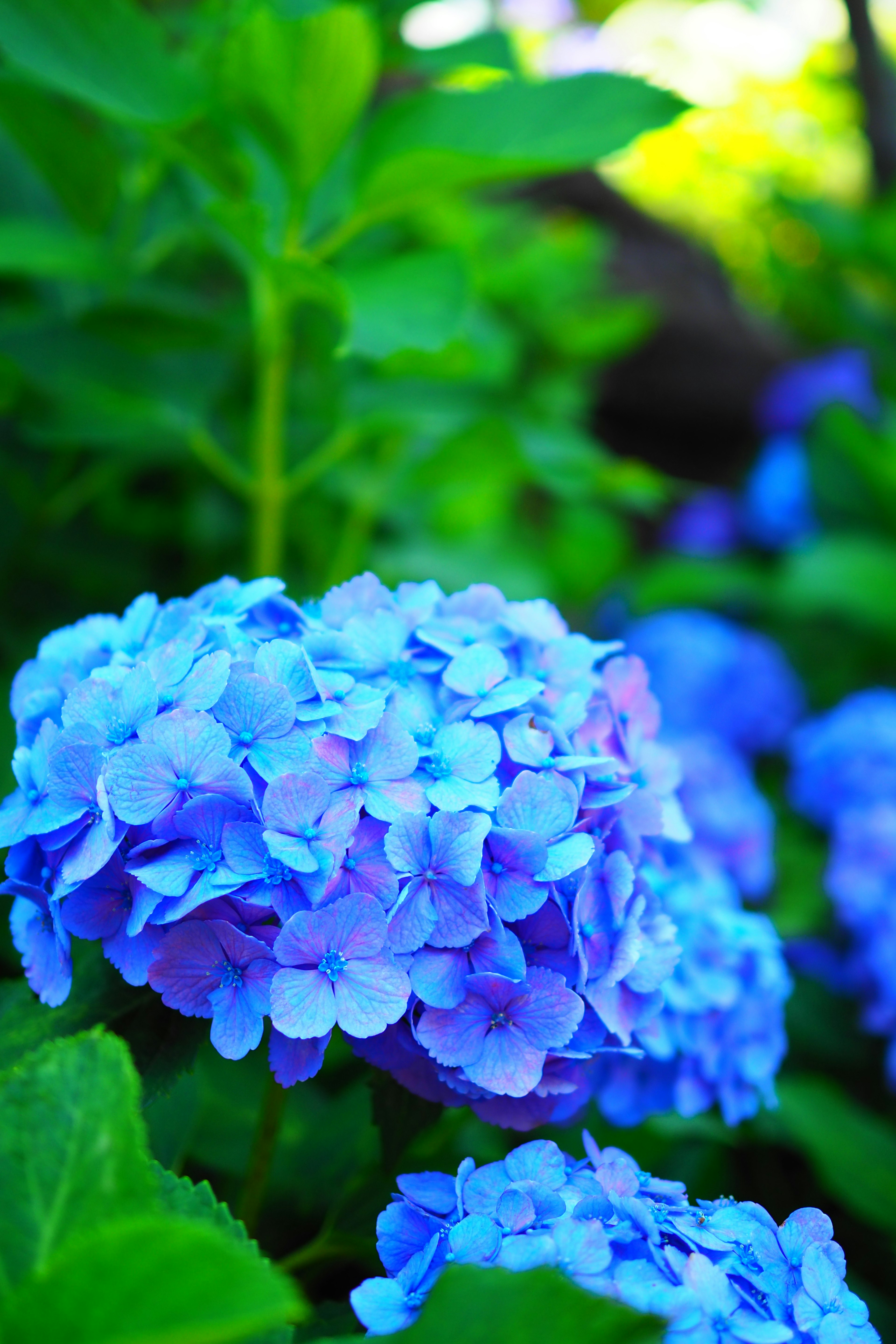 Schöne blaue Hortensienblüten mit üppigem grünen Laub