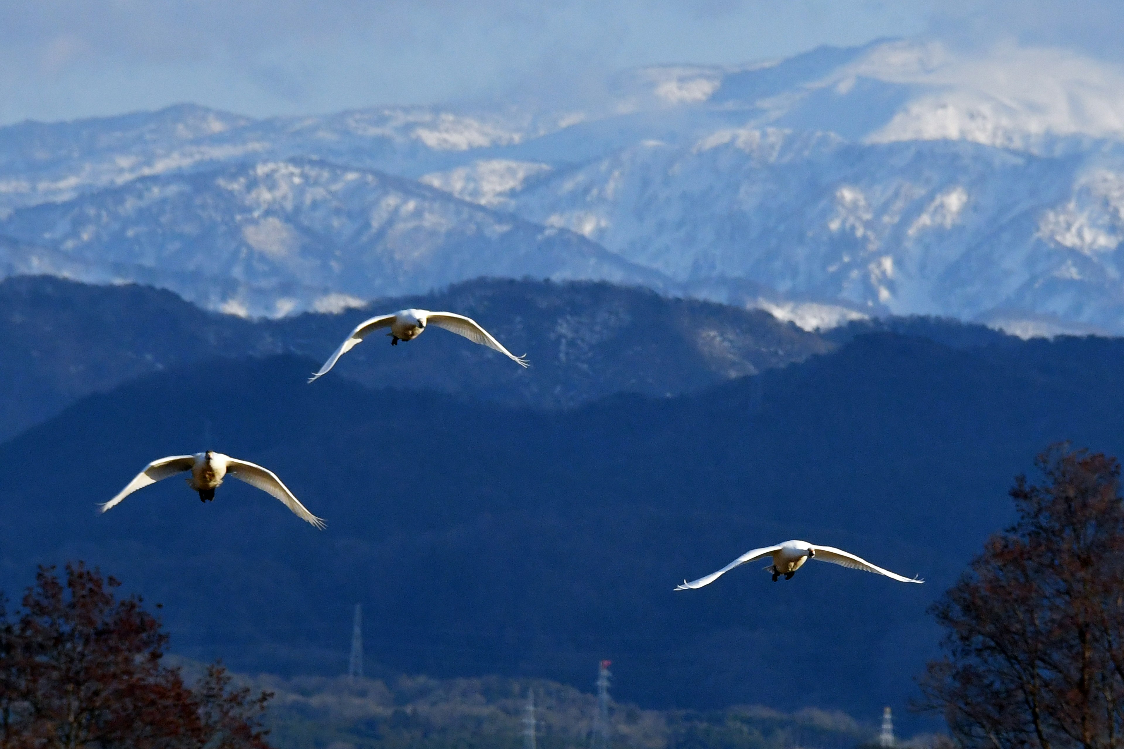 Eine Gruppe von Schwänen, die vor schneebedeckten Bergen fliegen