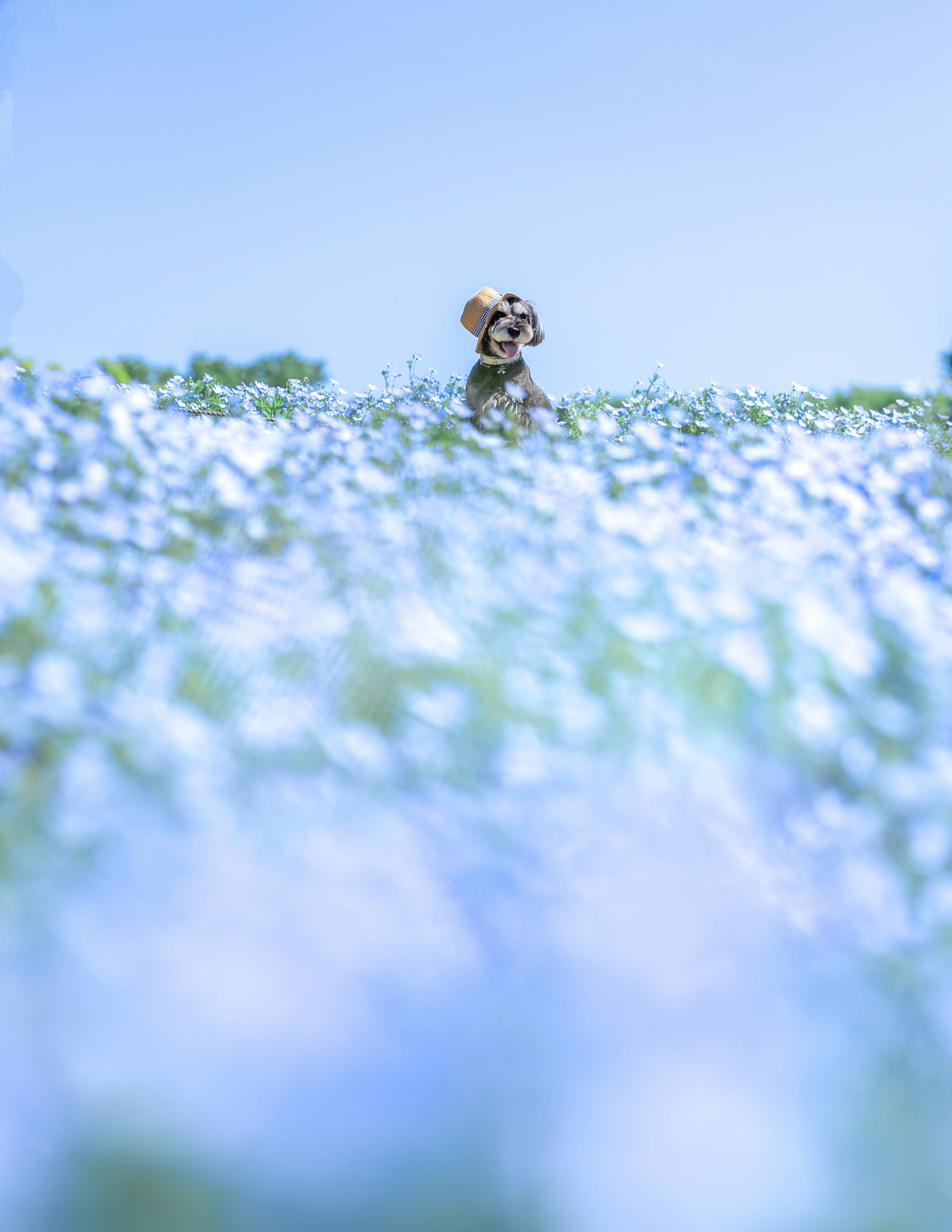 Un perro pequeño de pie en un campo de flores azules