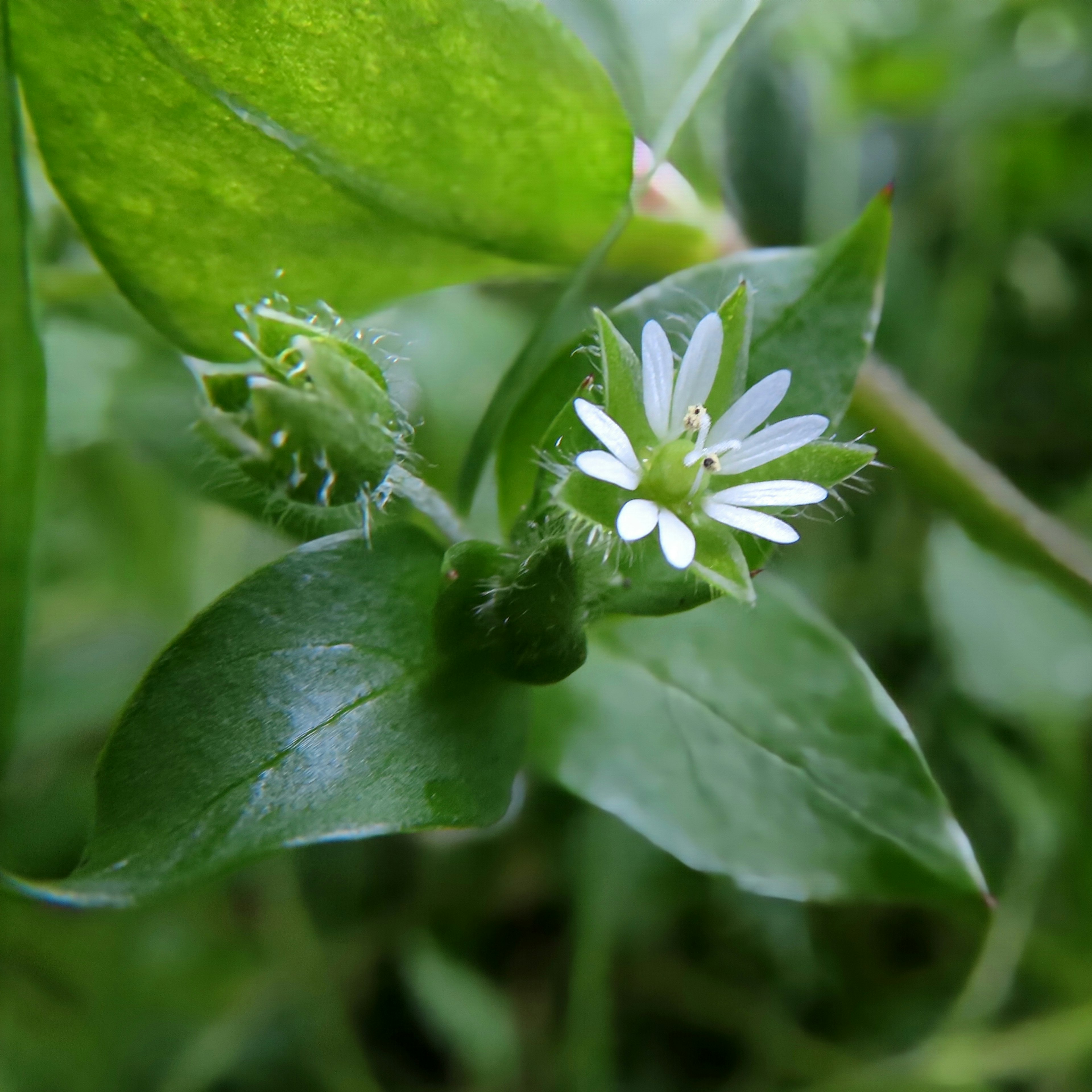 Nahaufnahme einer Pflanze mit kleinen weißen Blüten zwischen grünen Blättern