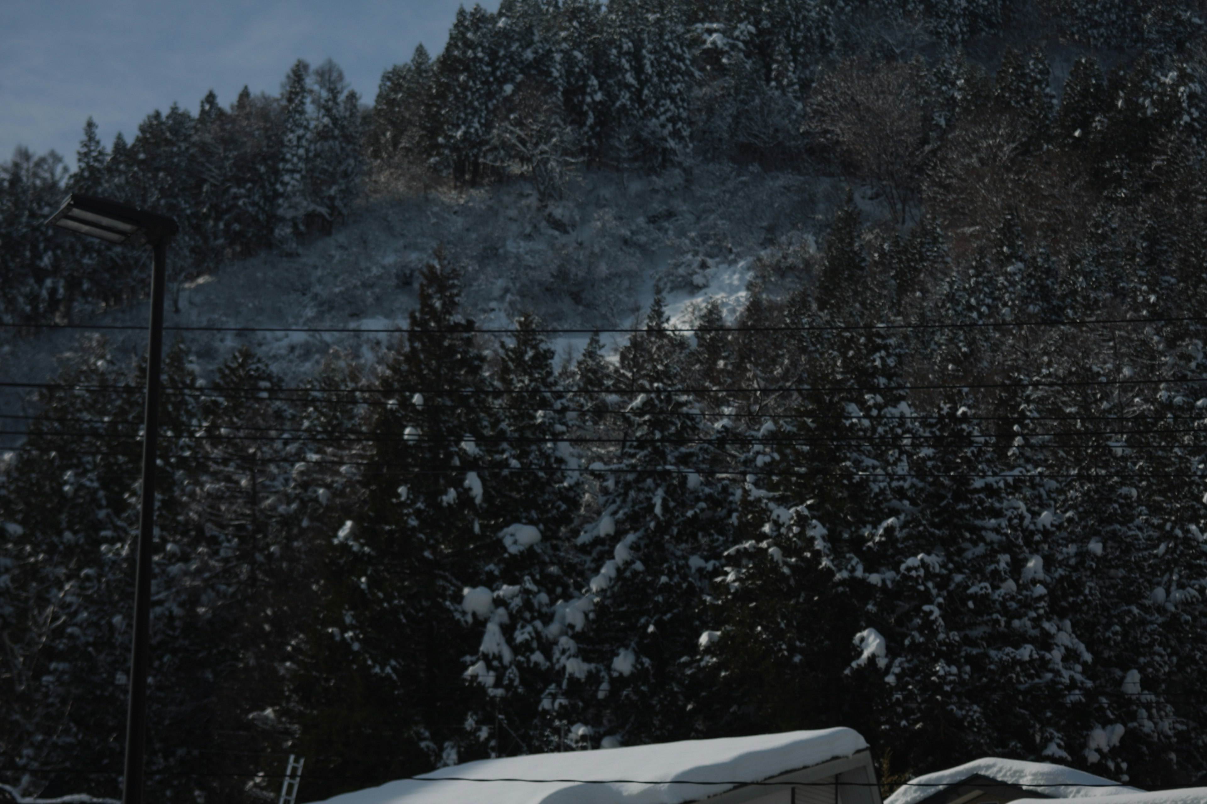 Árboles cubiertos de nieve con un fondo montañoso