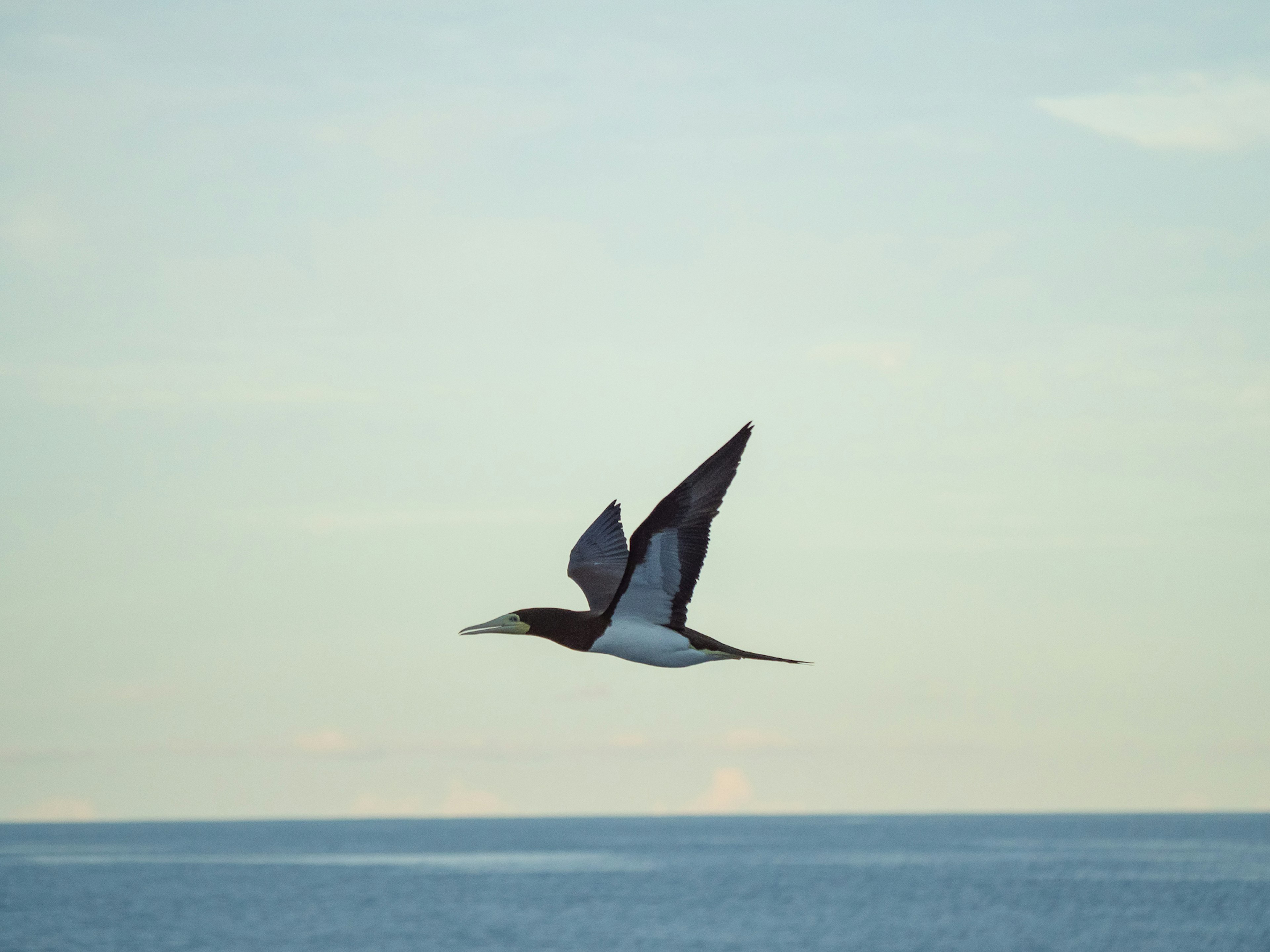 海の上を飛ぶ黒と白の鳥