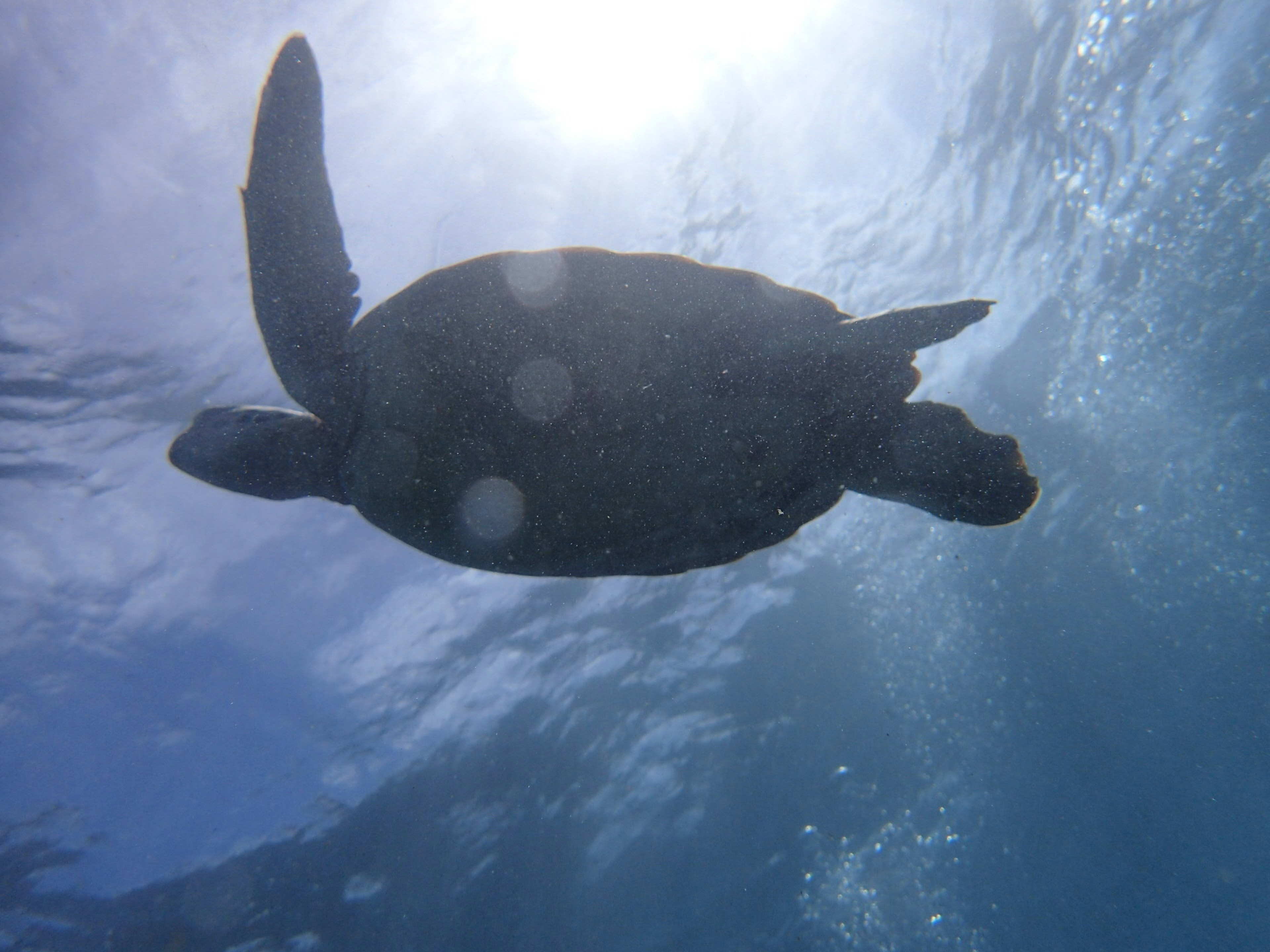 海の中で泳ぐウミガメのシルエットが太陽の光に照らされている