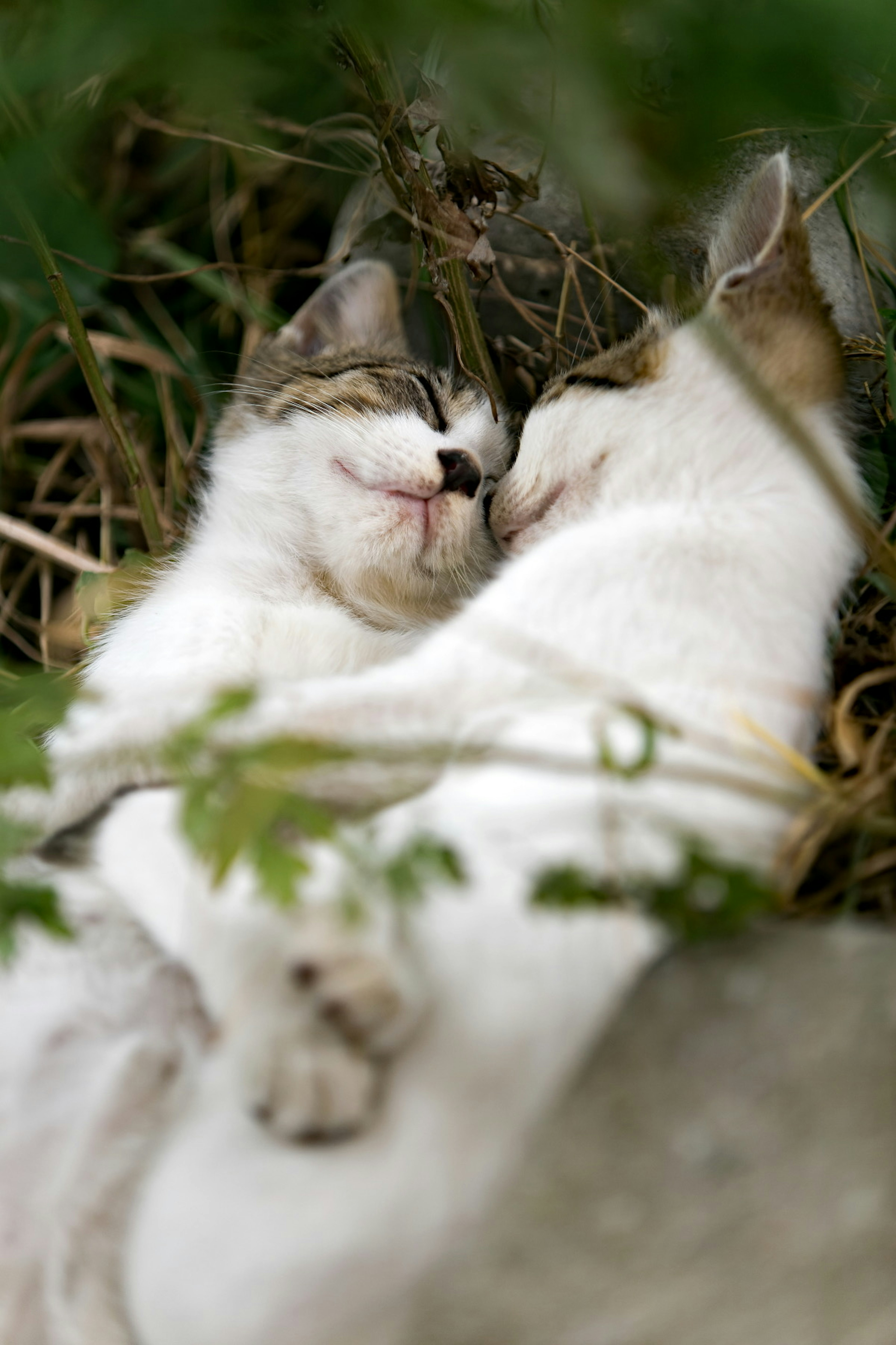 Dos gatos acurrucados juntos rodeados de follaje verde