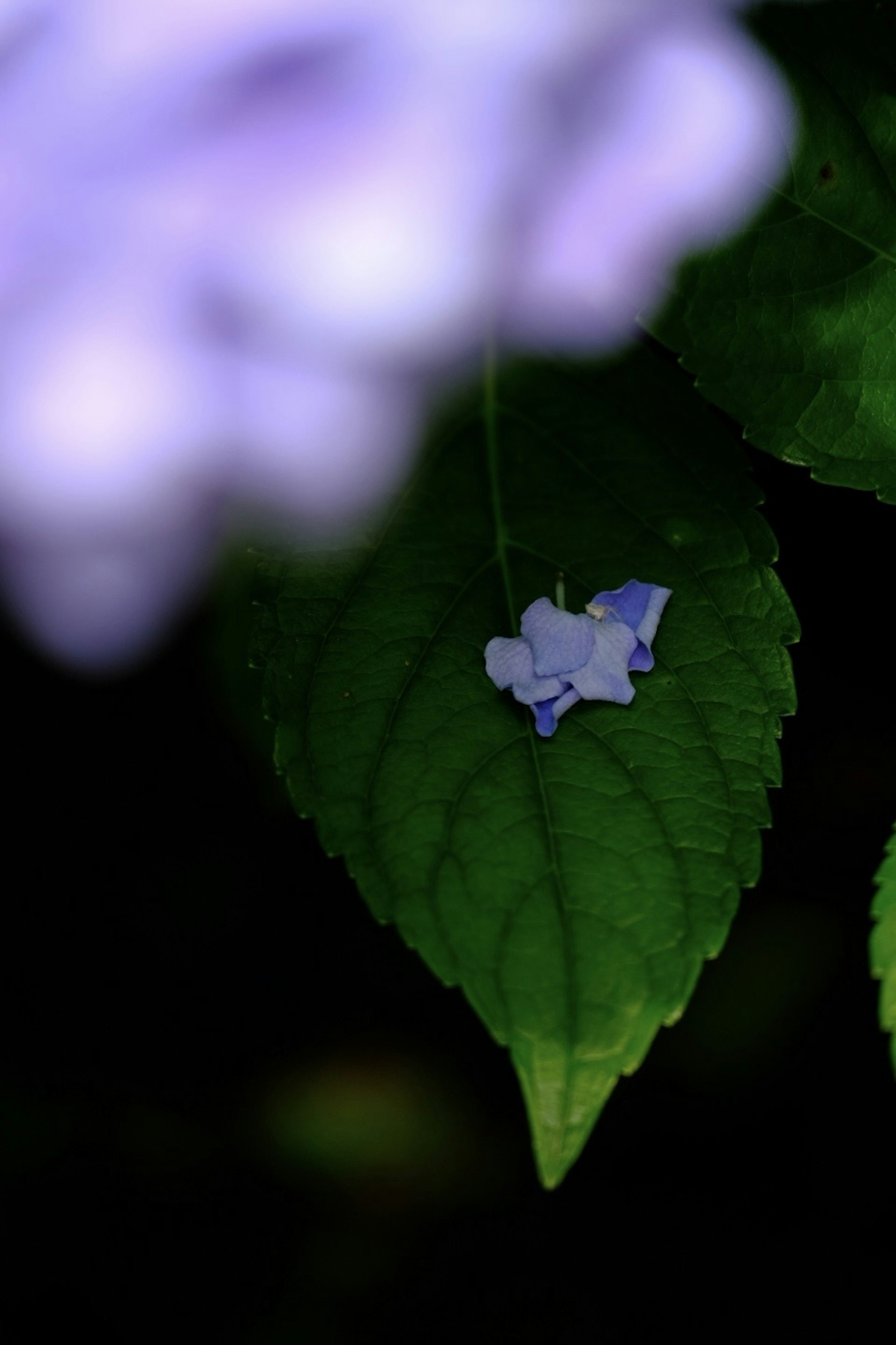 A small blue flower resting on a green leaf