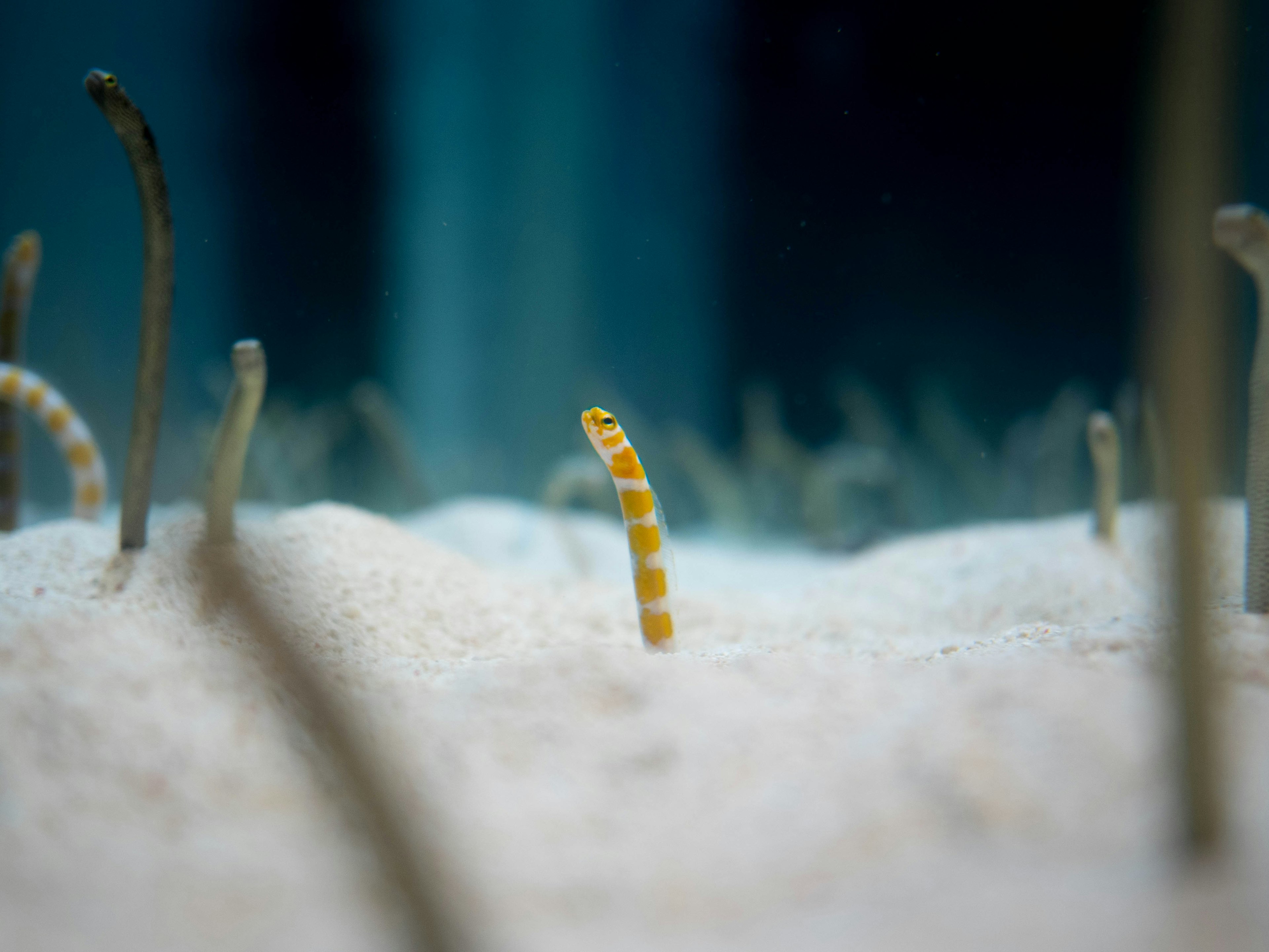 Una criatura amarilla similar a un caballito de mar de pie en la arena rodeada de plantas delgadas