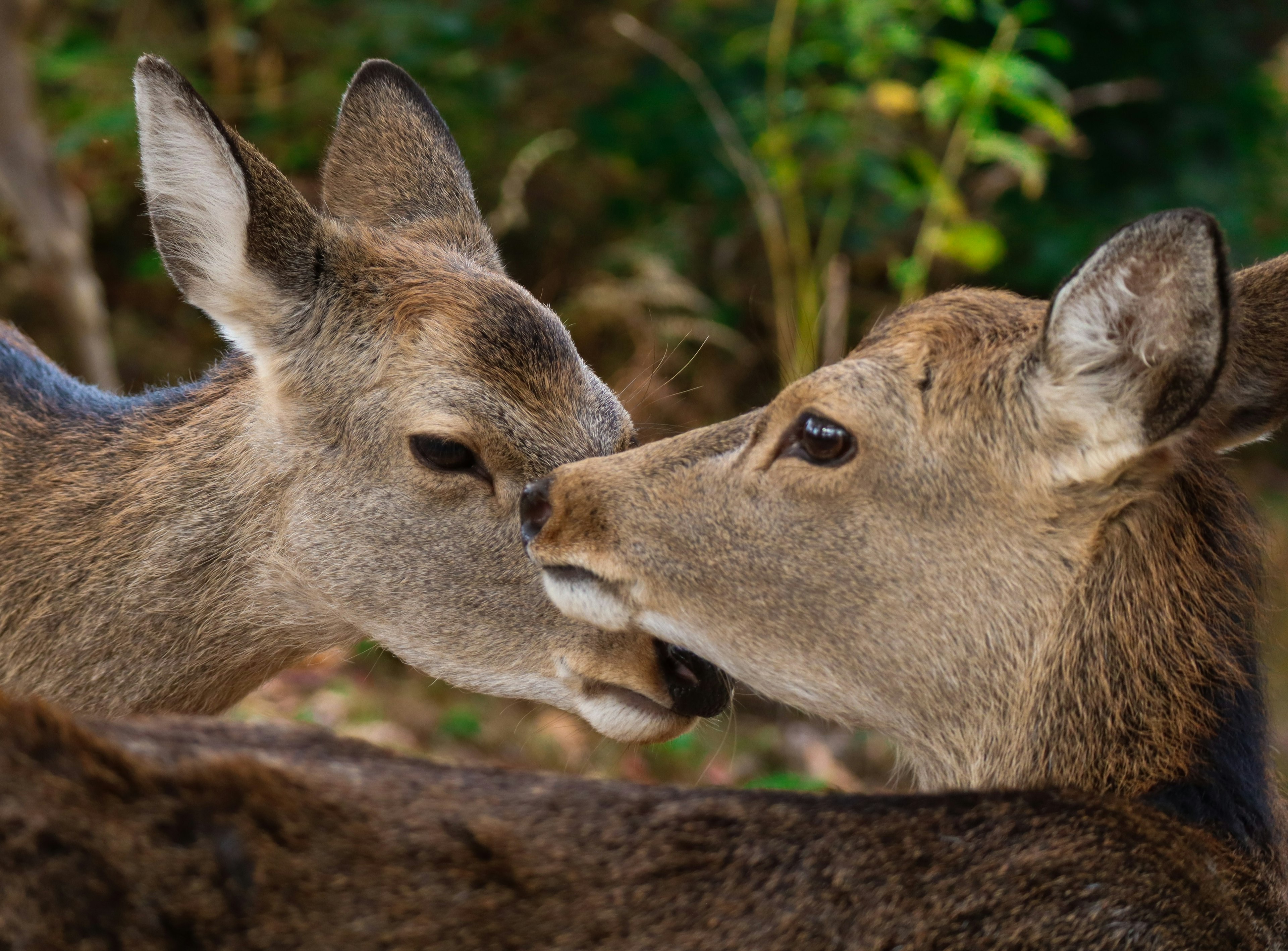 Deux cerfs se frottant le nez dans un cadre naturel serein avec un feuillage vert