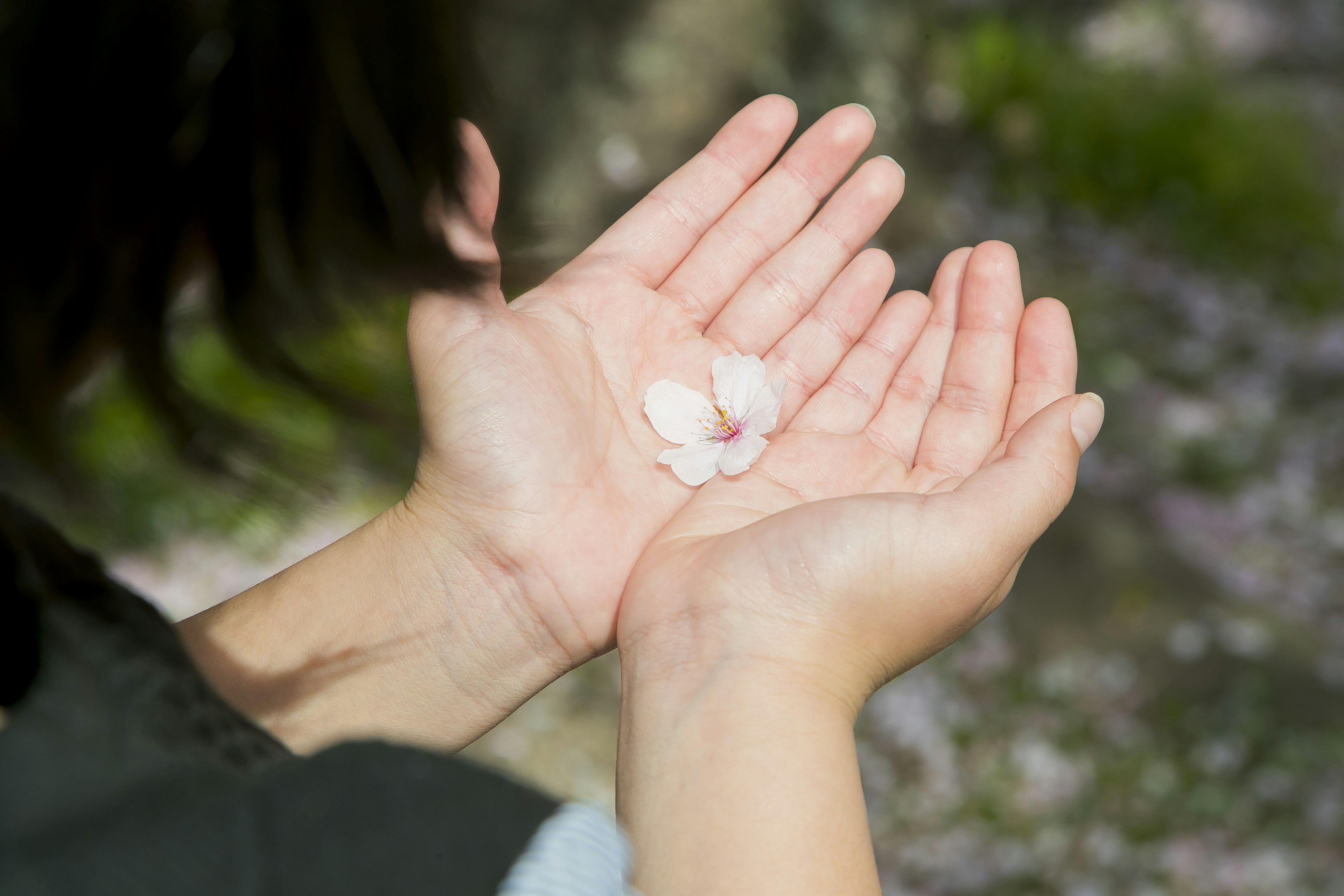 Una donna che tiene petali di ciliegio nelle sue mani