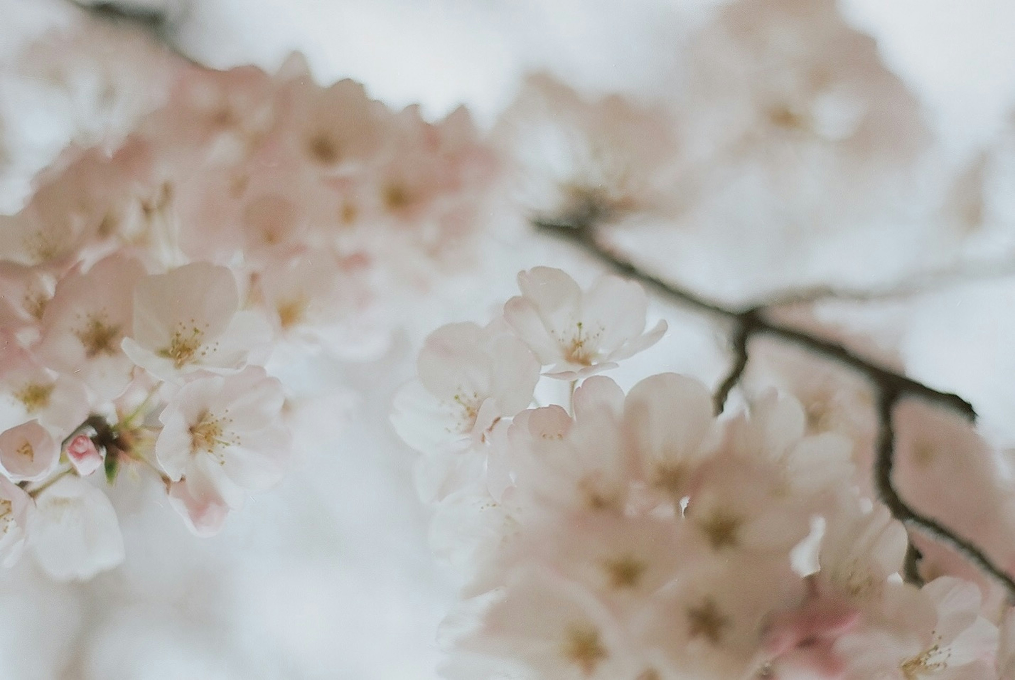 Cherry blossom flowers in soft pink hues