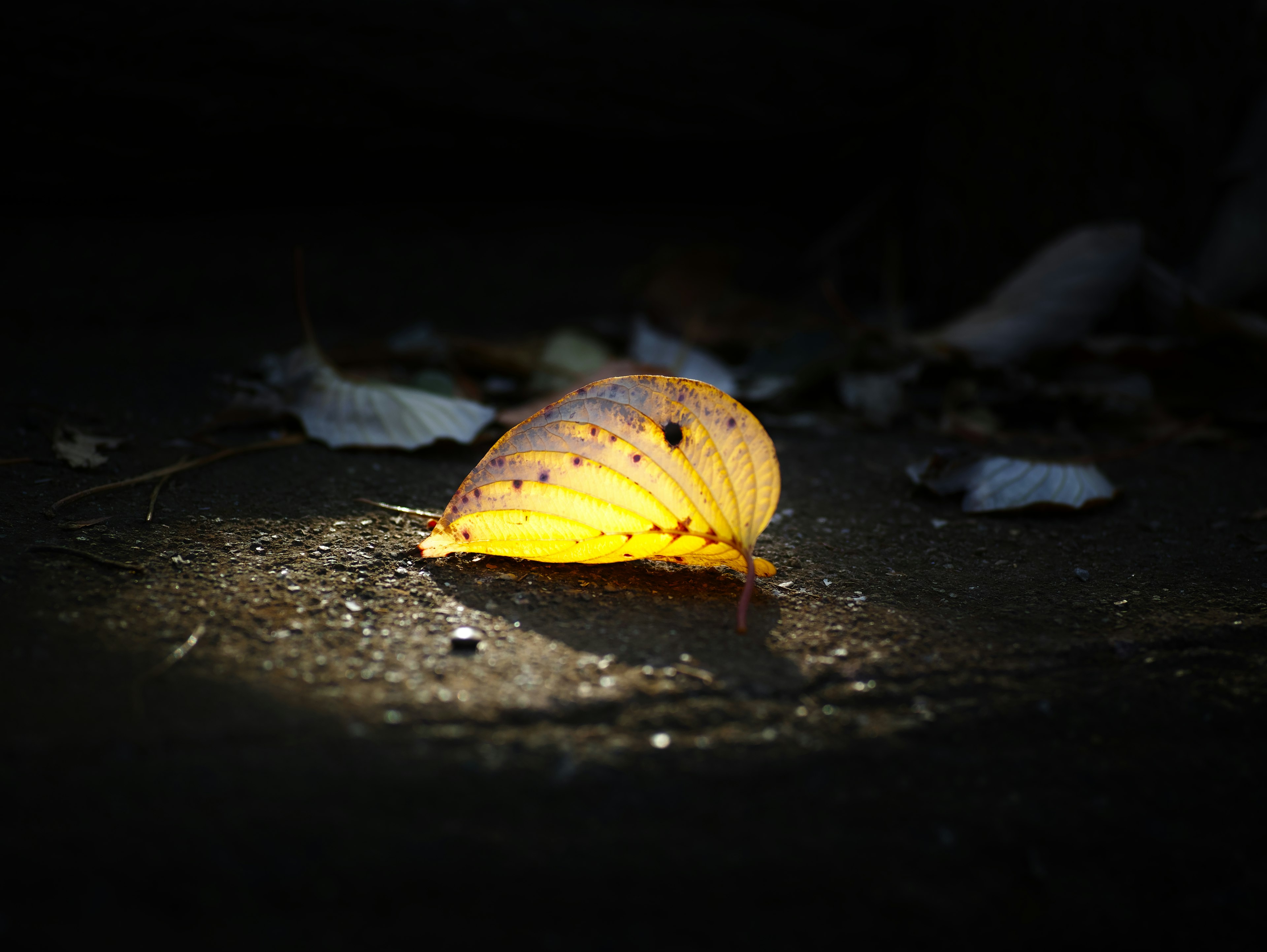 Una foglia gialla illuminata nel buio poggiata sul terreno