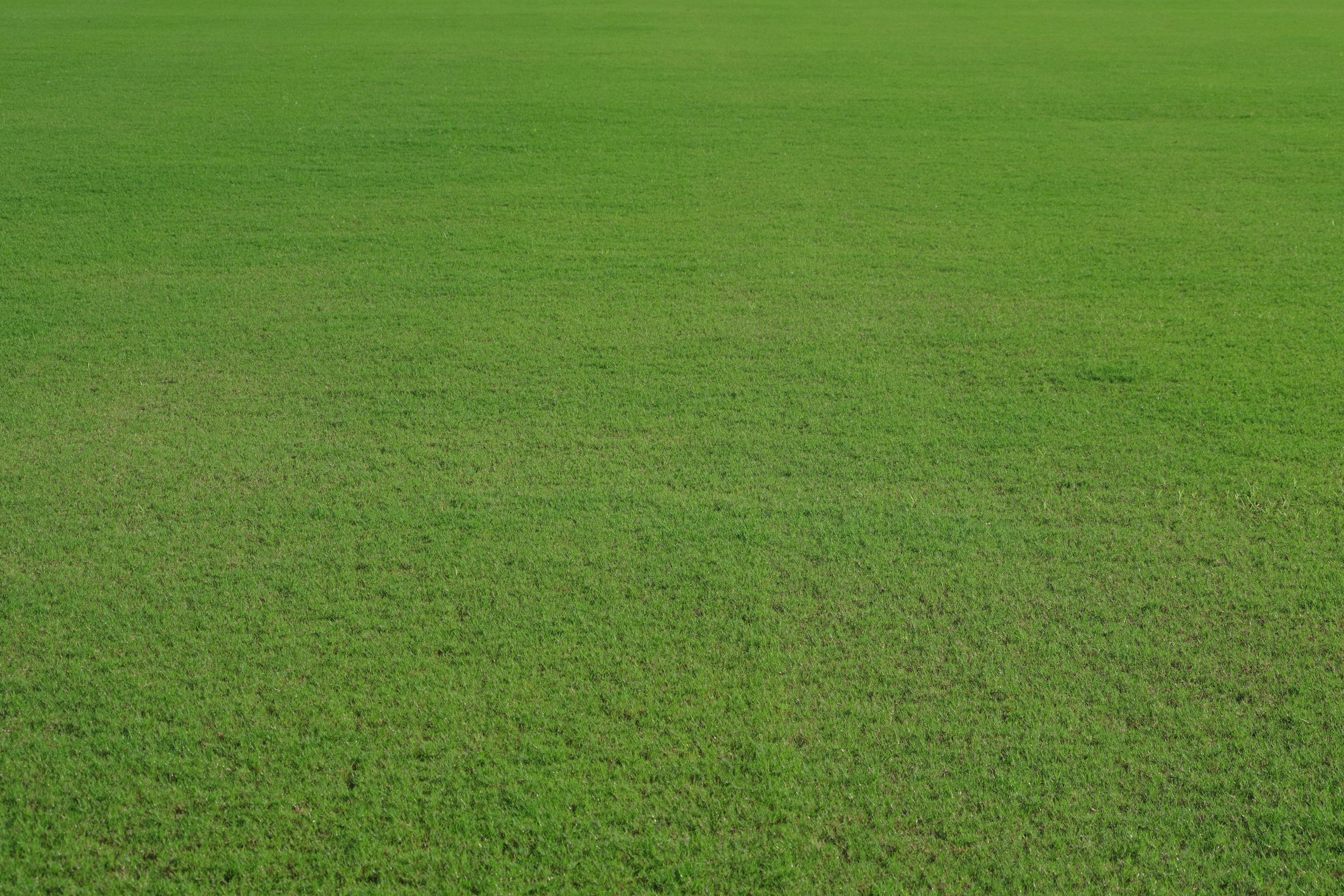 Lapangan rumput hijau yang cerah