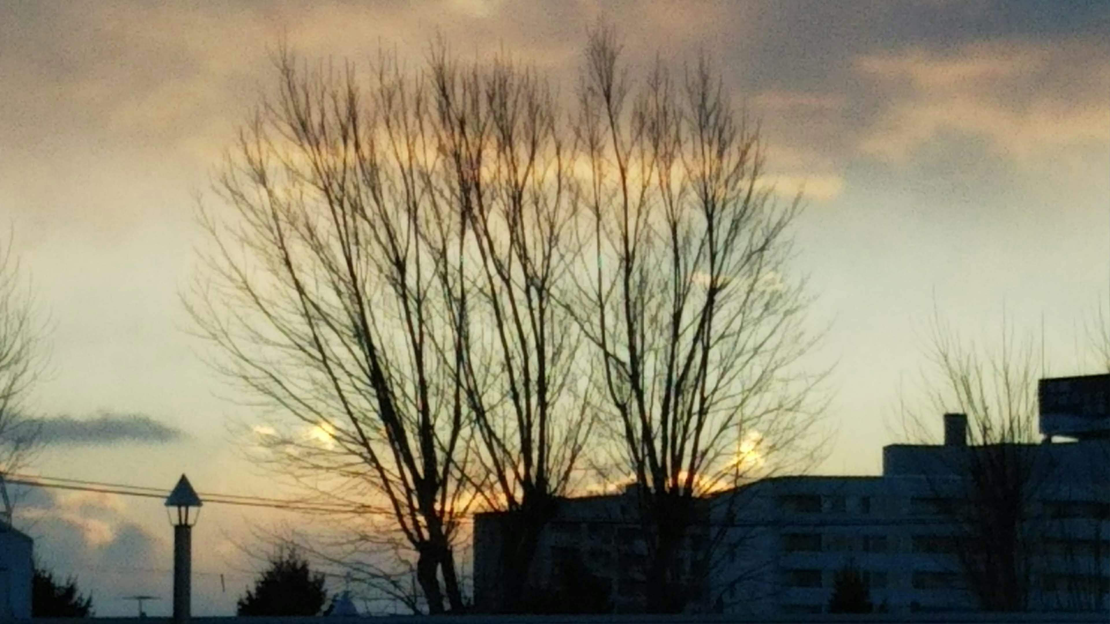 Silhouette of trees and buildings against a sunset sky