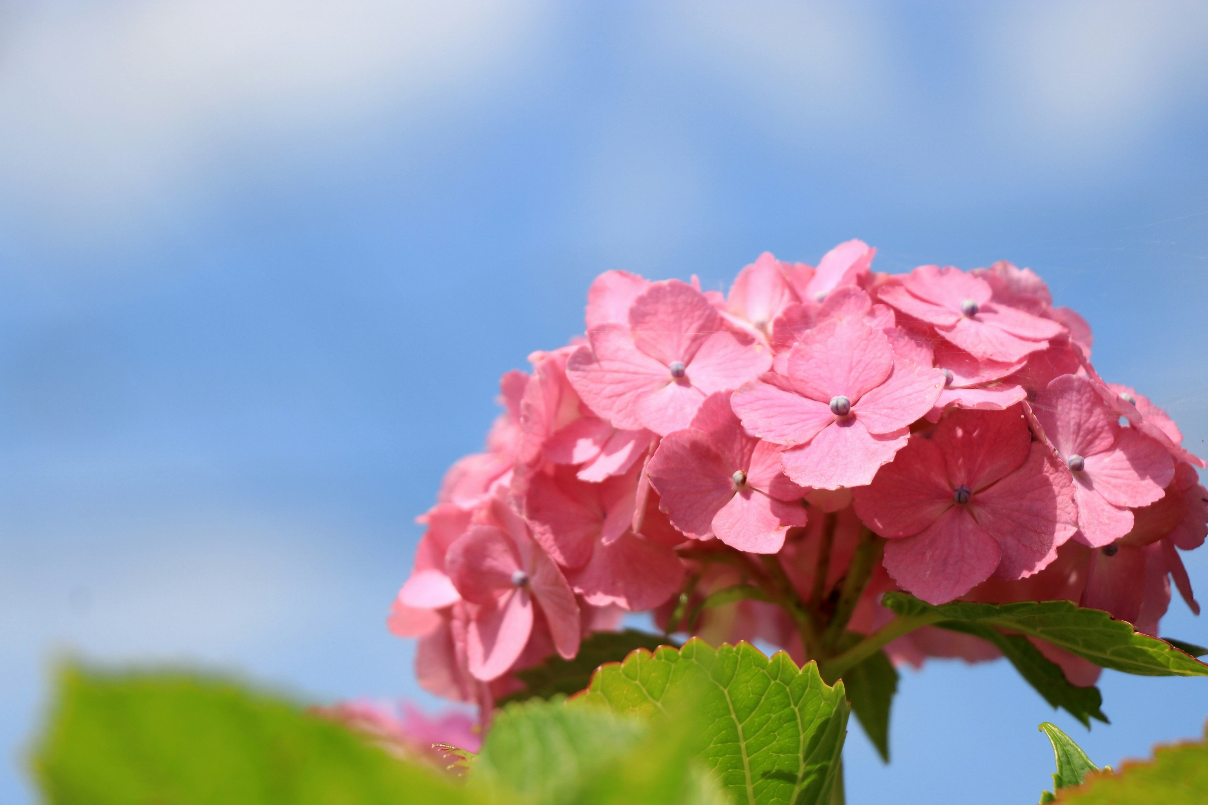 Close-up of pink hydrangea flowers against a blue sky