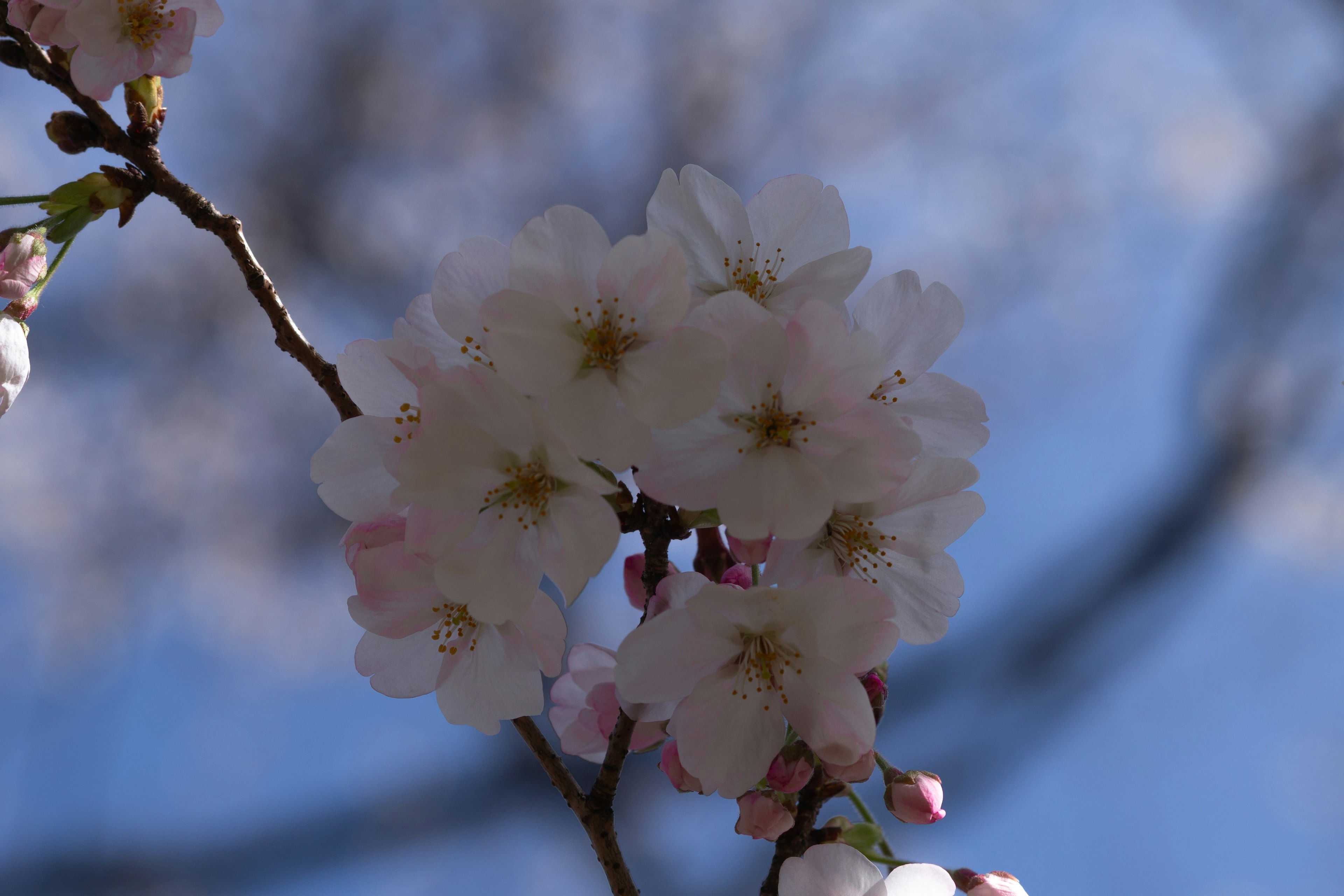 Primo piano di fiori di ciliegio che sbocciano sotto un cielo blu