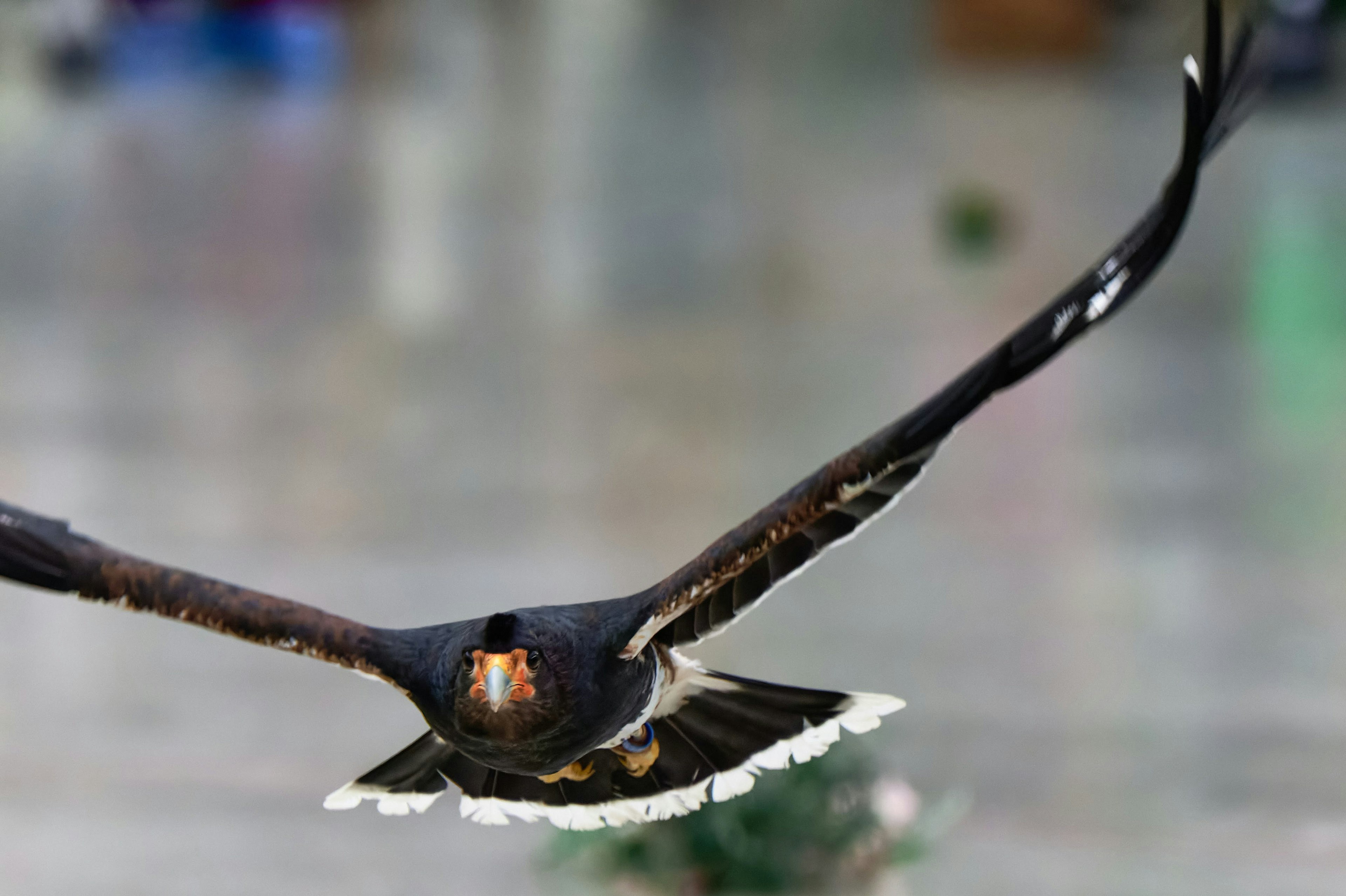 Nahaufnahme eines fliegenden Falken, der seine markanten Flügel und Augen hervorhebt