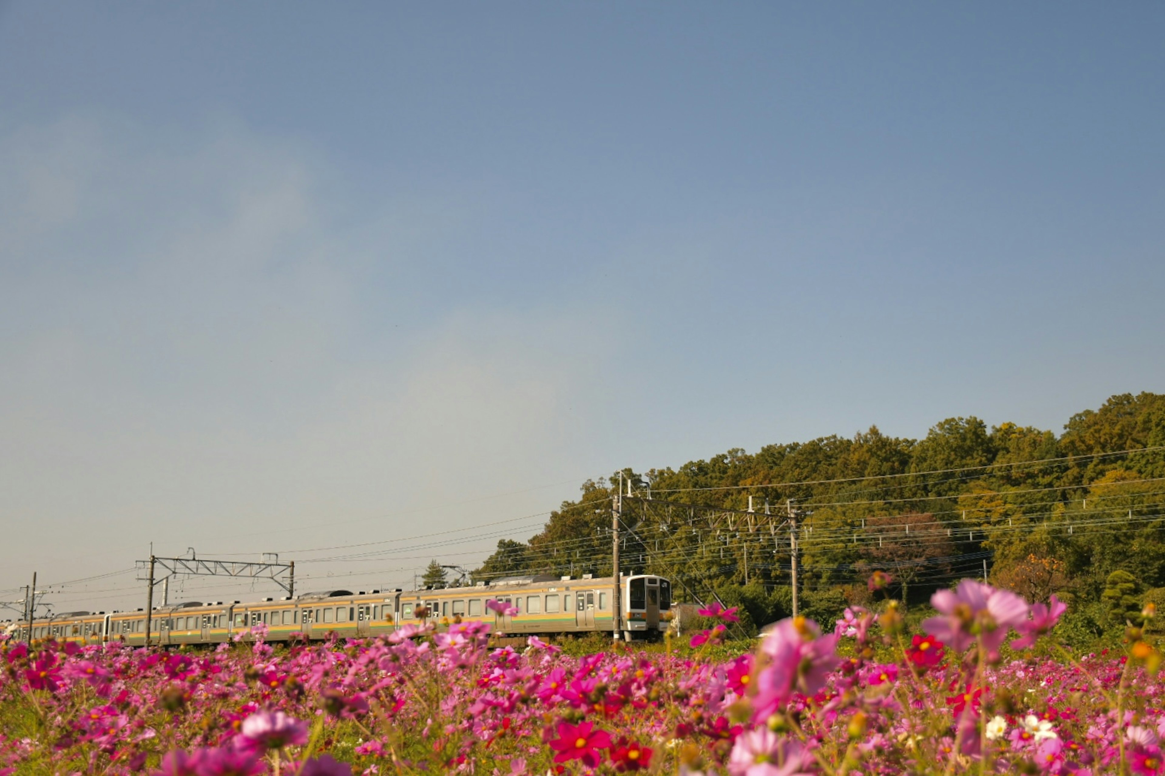 Un tren que pasa por un campo de flores coloridas