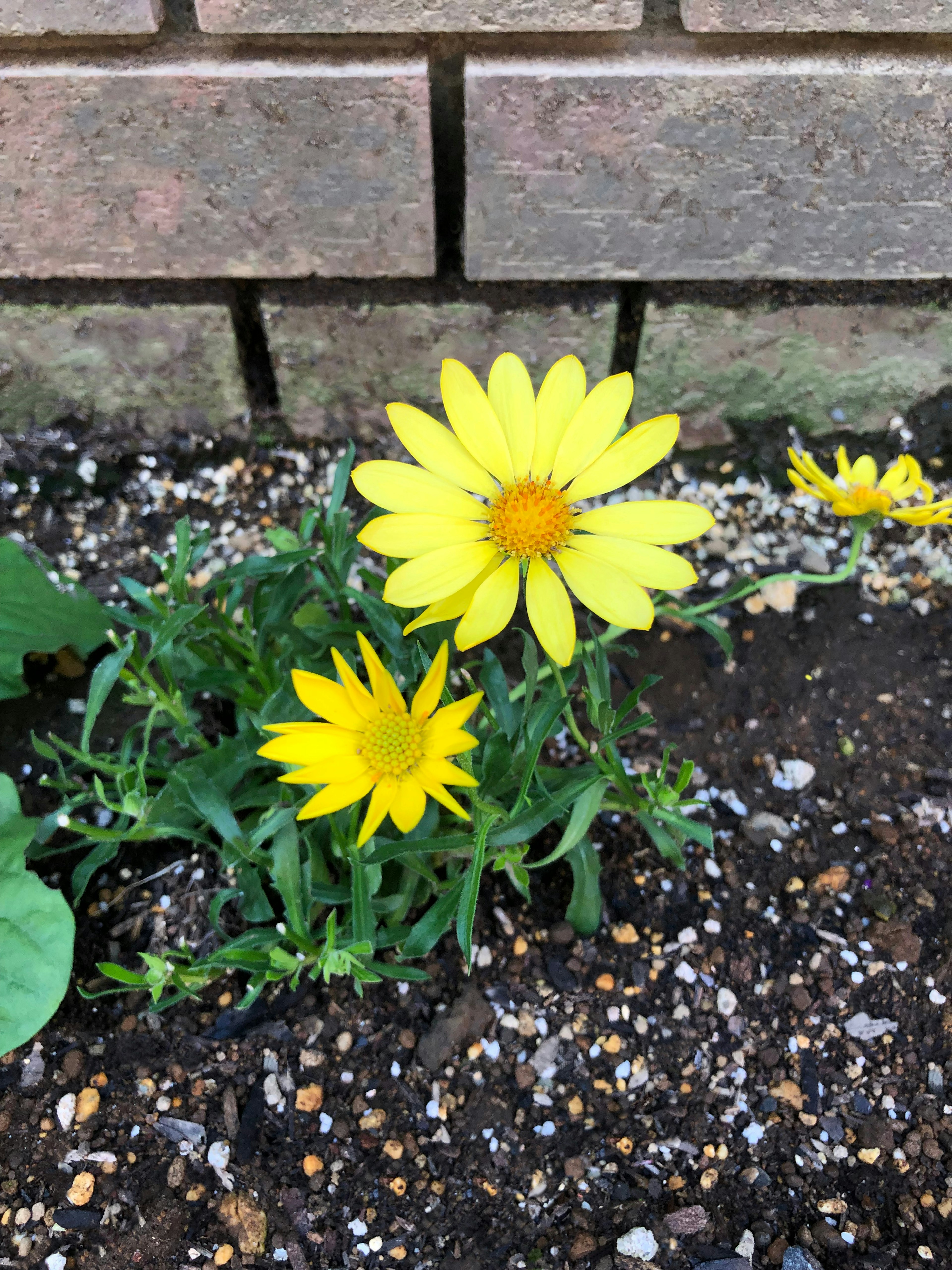 Fiori gialli con foglie verdi in un giardino