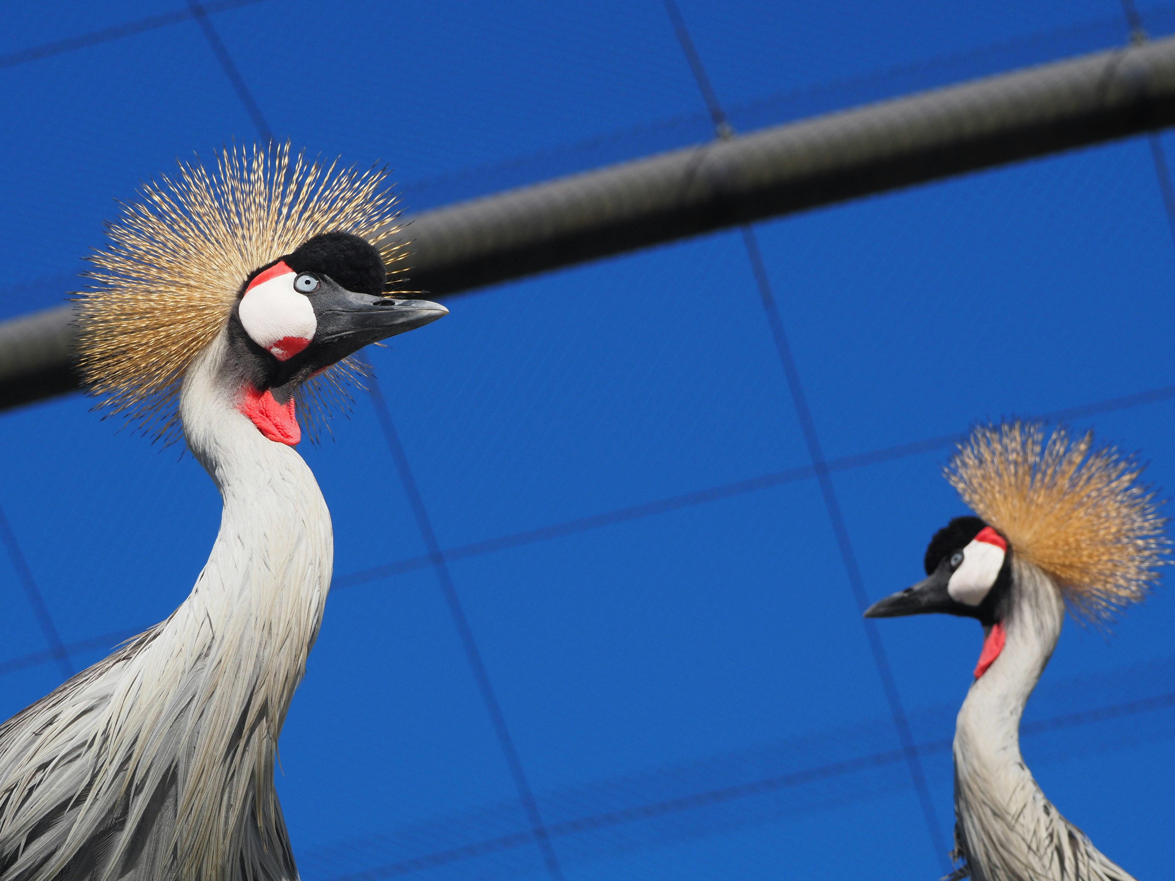 Two crowned cranes standing under a blue sky