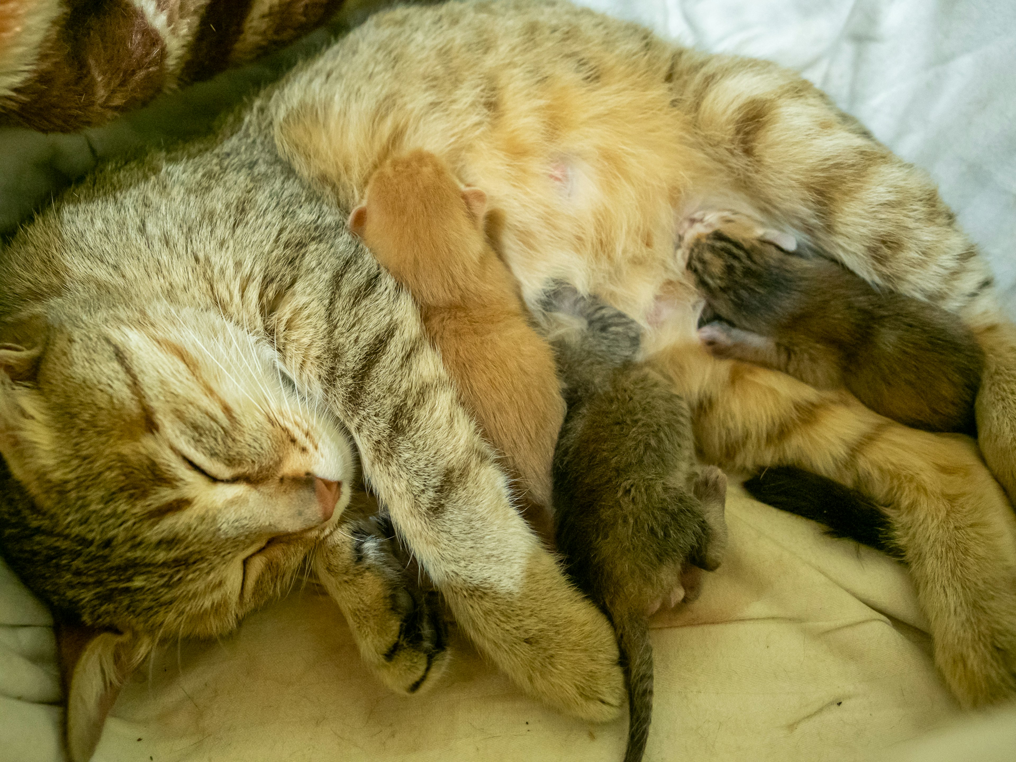 Eine Mutterkatze, die ihre Kätzchen beim Schlafen säugt