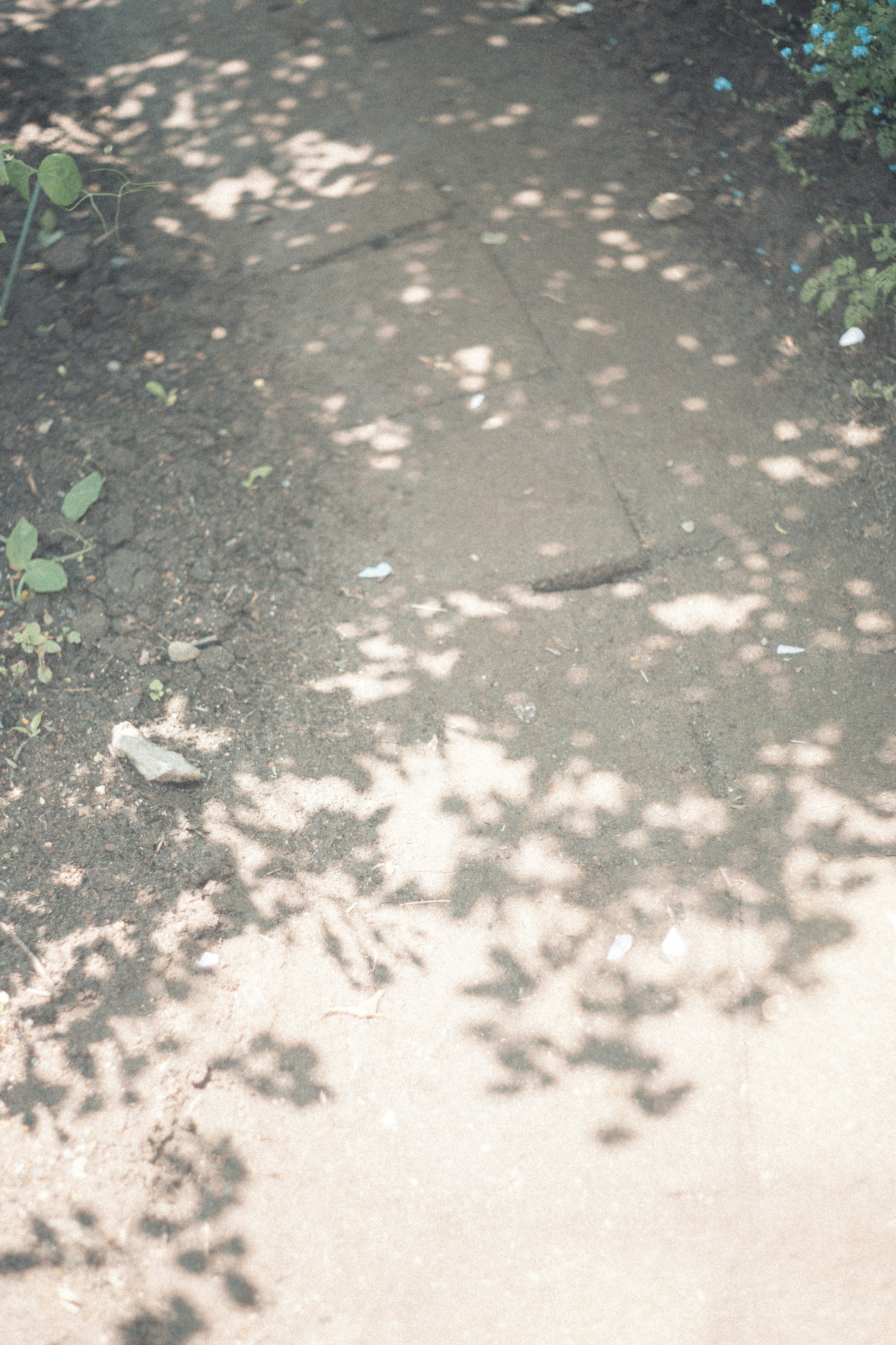 Pathway with shadows and surrounding greenery