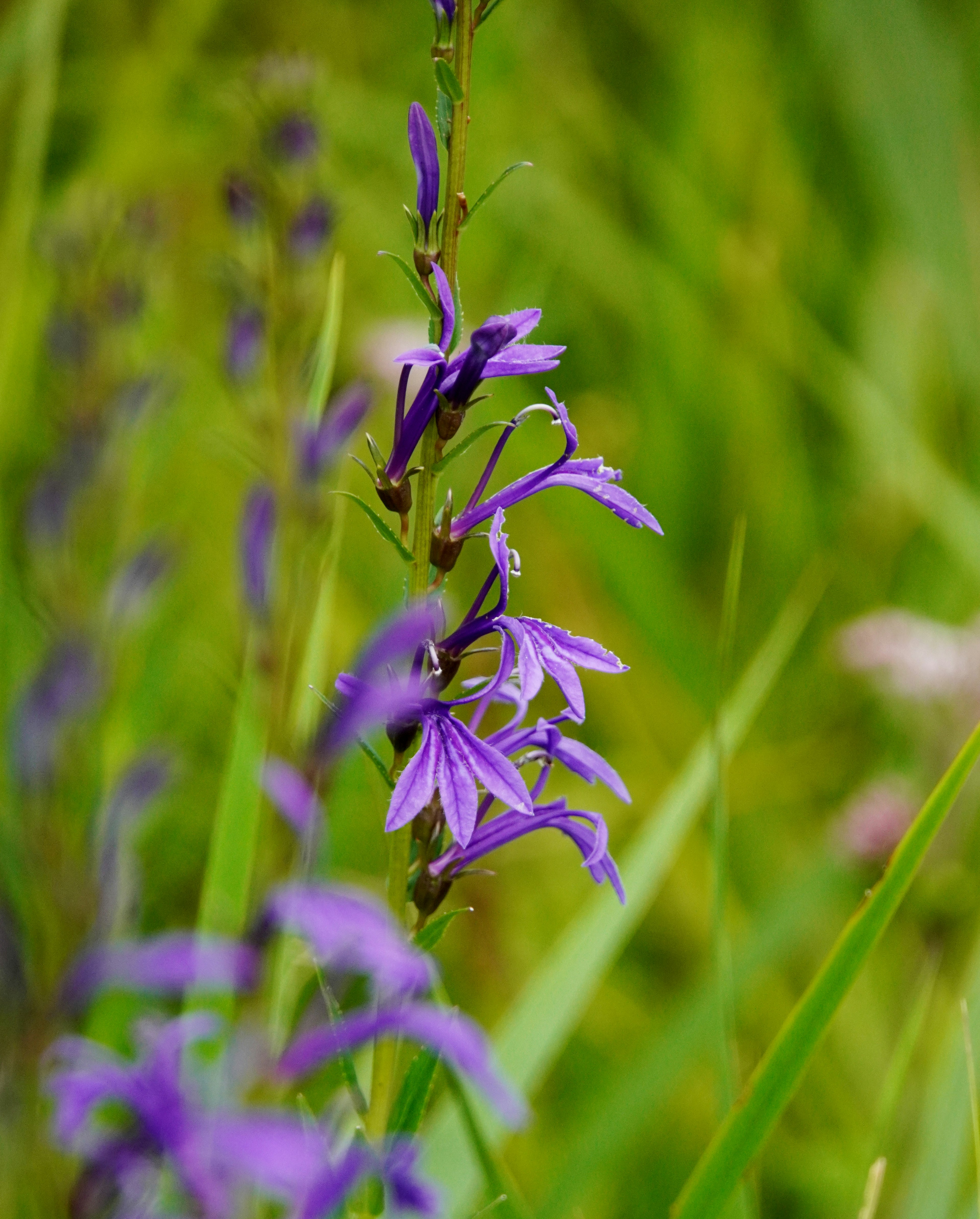 Fleurs violettes fleurissant parmi l'herbe verte