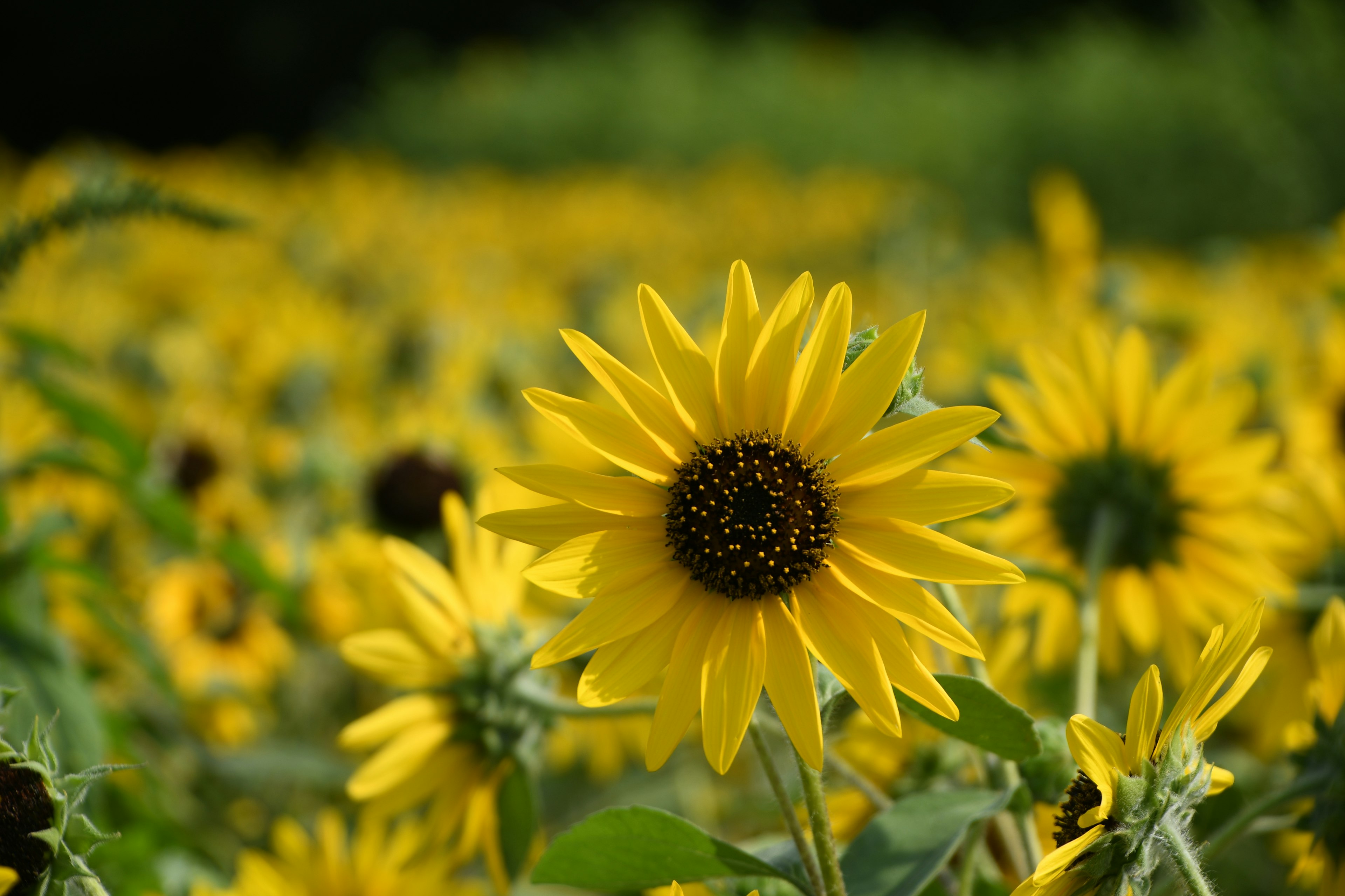 明るいひまわりの花が咲く美しいフィールド