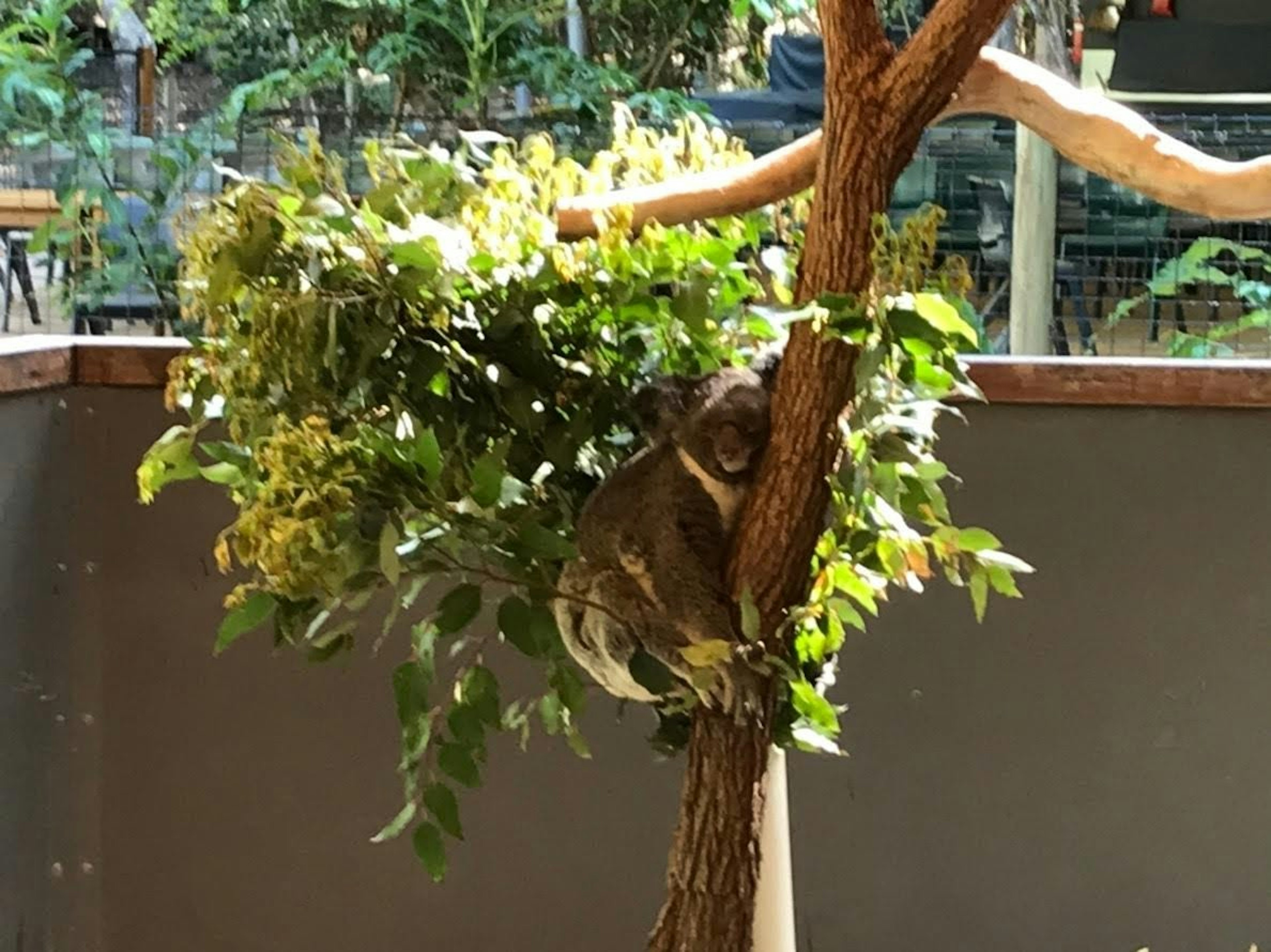 Seekor koala beristirahat di atas pohon dikelilingi daun hijau subur