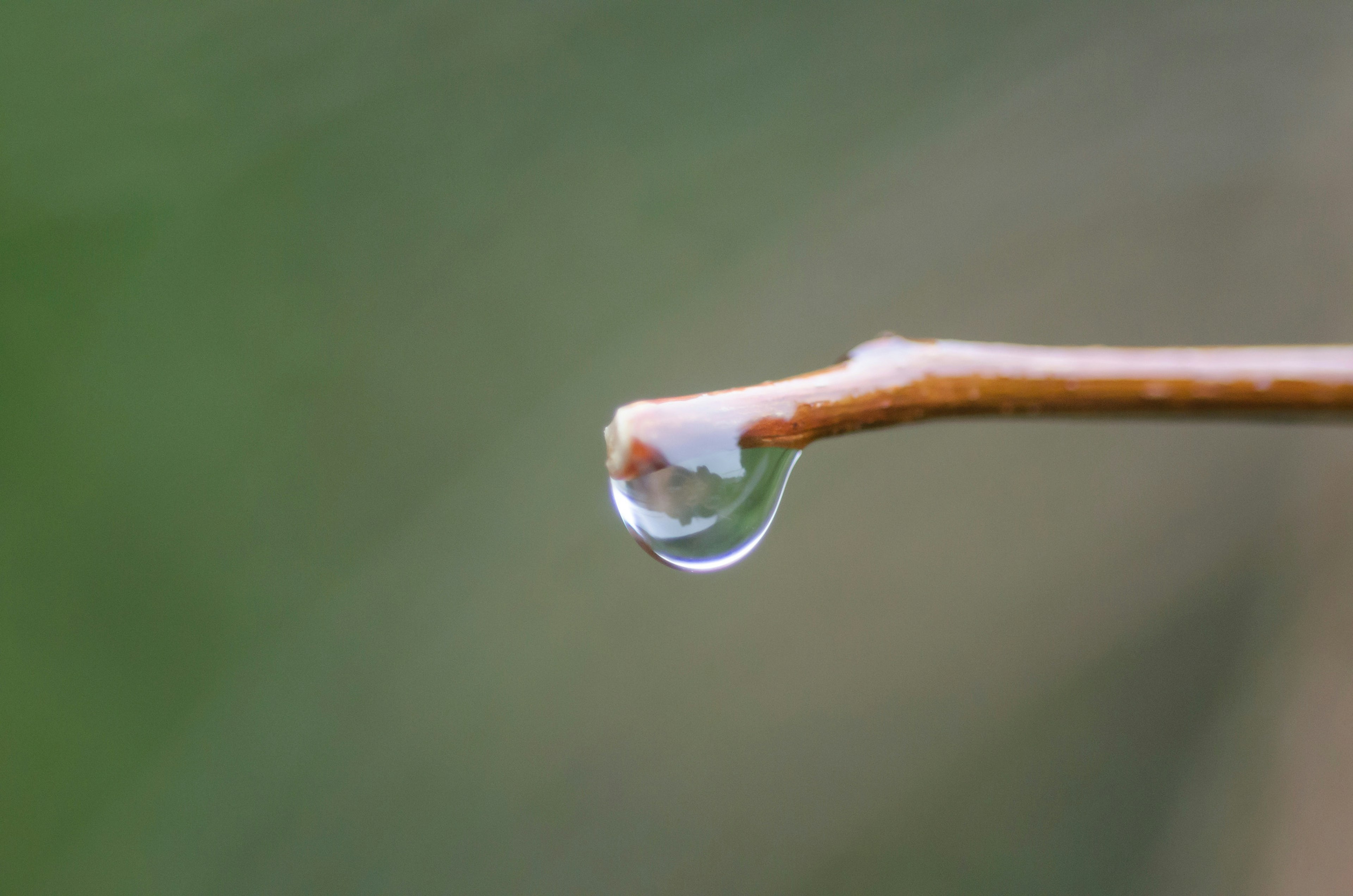 一滴水悬挂在树枝尖端，背景模糊的绿色