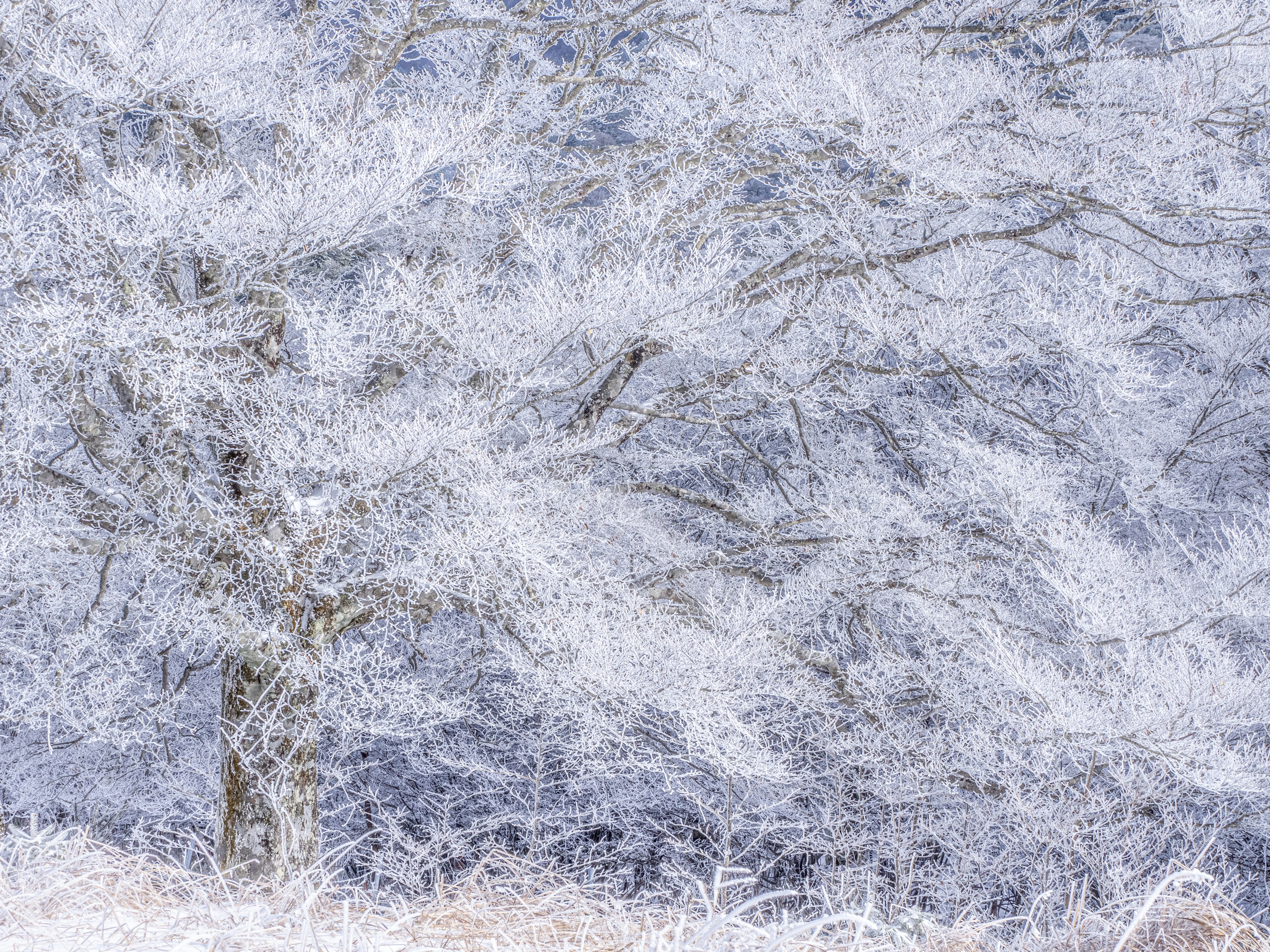 Von Schnee bedeckte Bäume schaffen eine ruhige Winterlandschaft