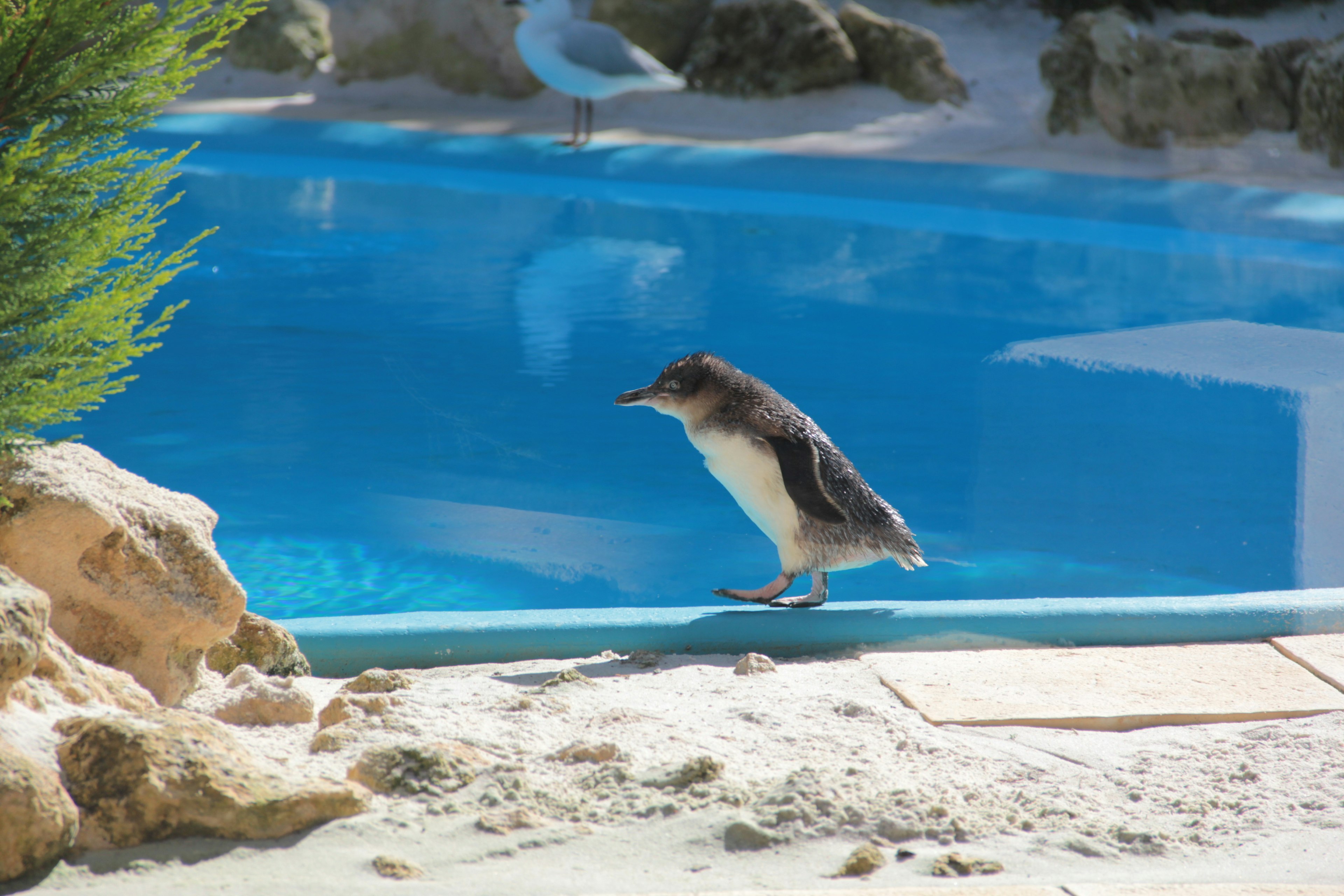 Un pingüino joven de pie cerca de una piscina de agua azul