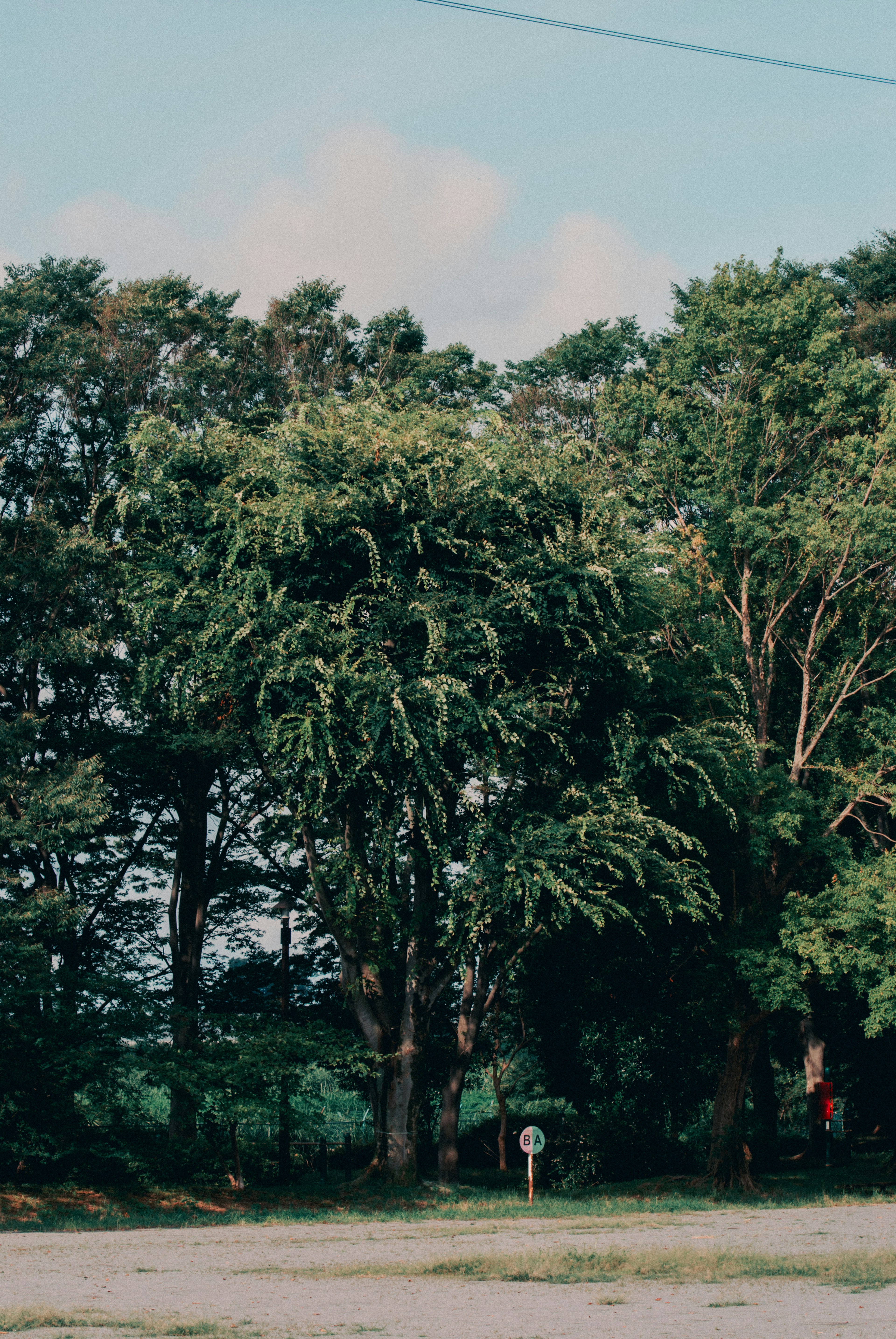 Lush green trees under a blue sky