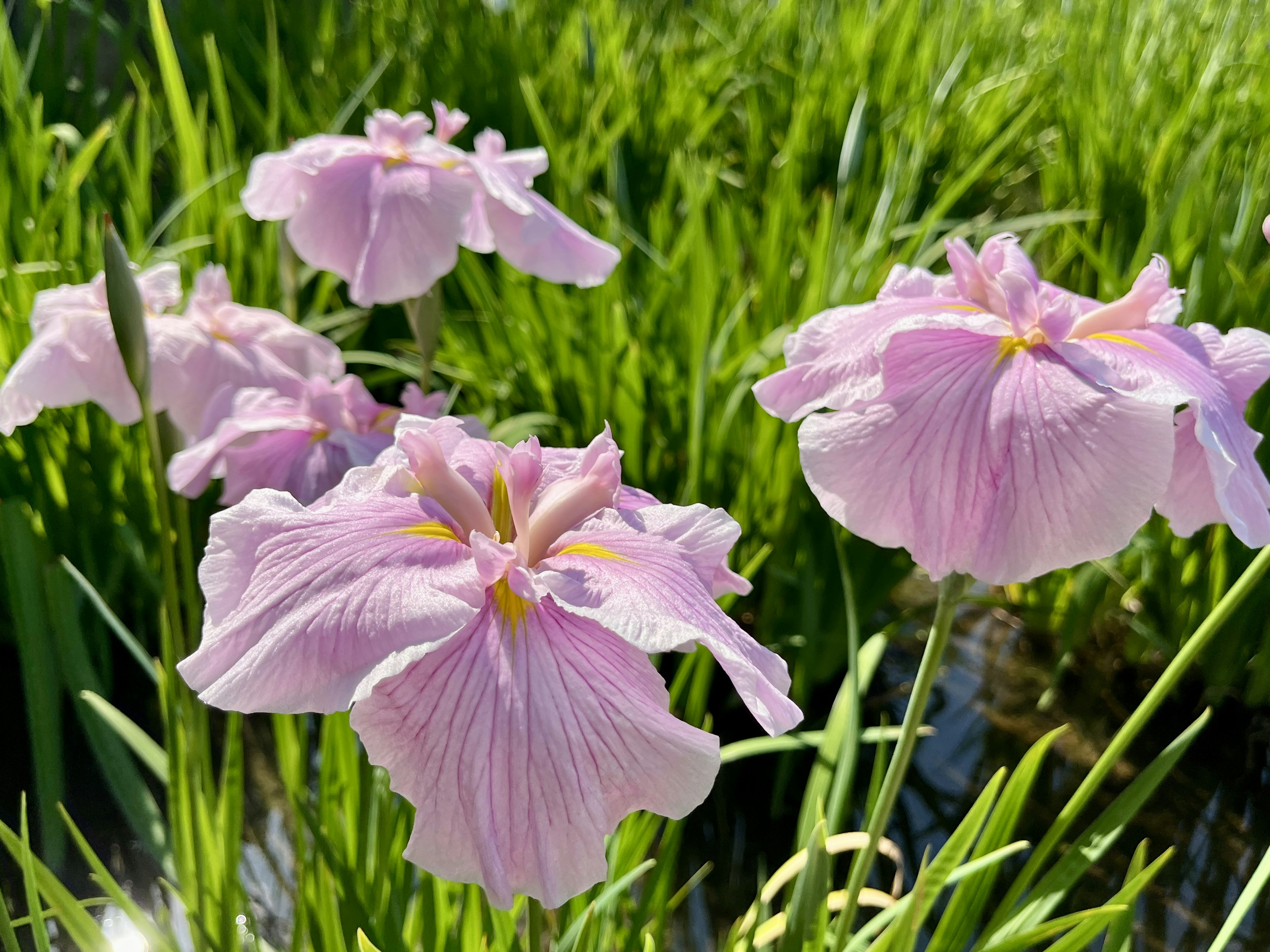 薄紫色の花が緑の草の中に咲いている