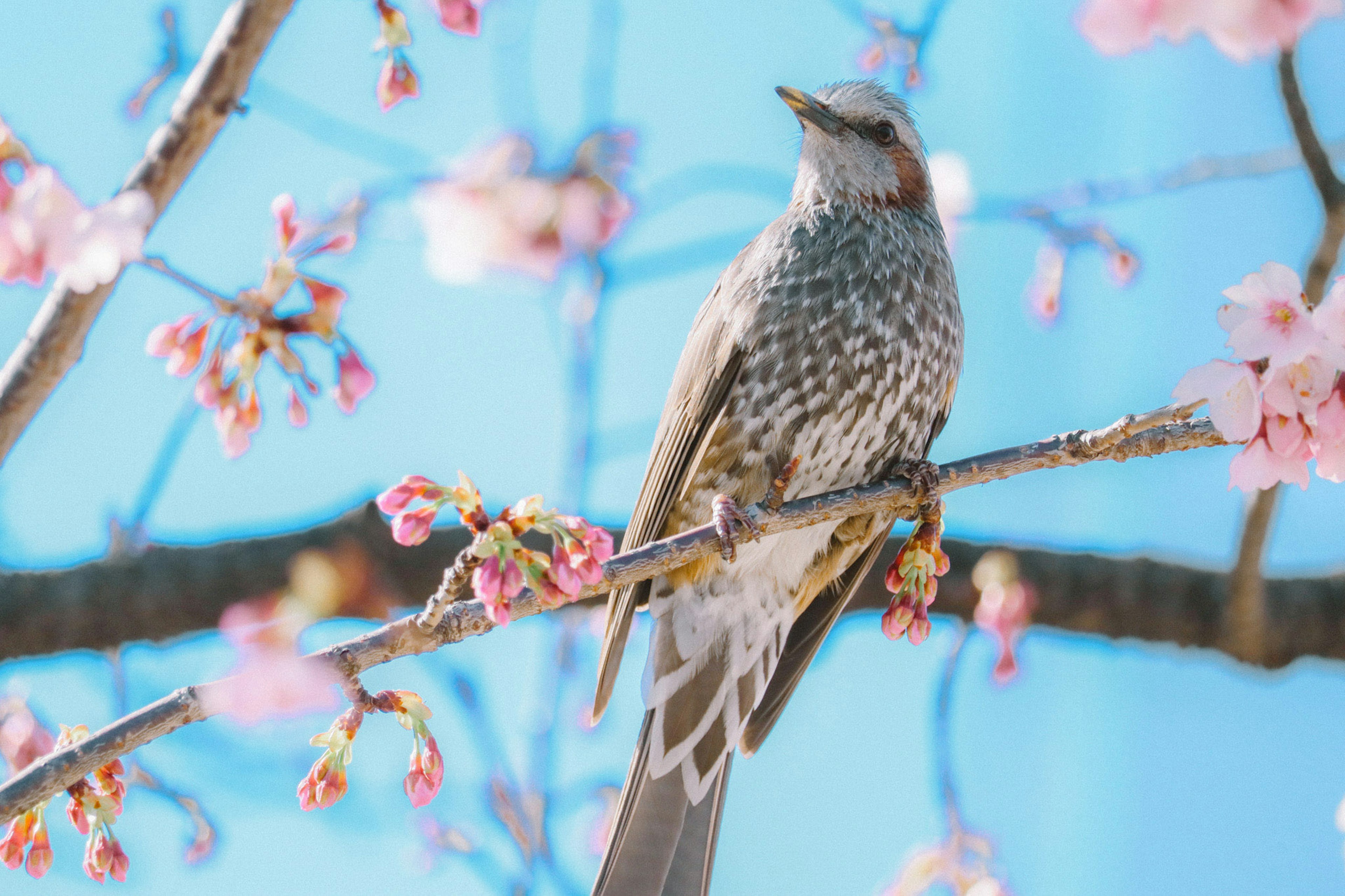 桜の花の枝に止まっている小鳥青い空の背景