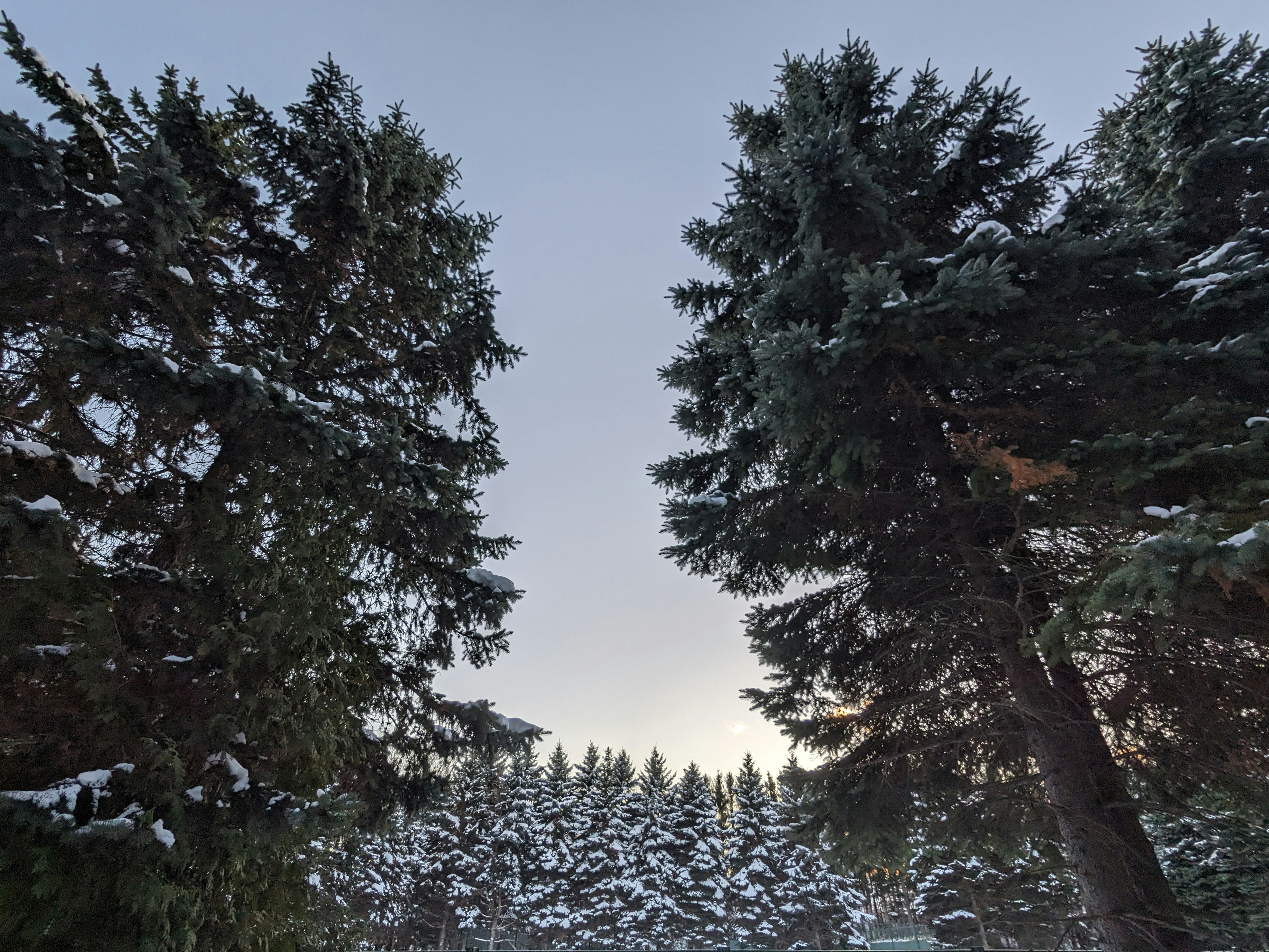 Von Schnee bedeckte Bäume in einer ruhigen Winterlandschaft