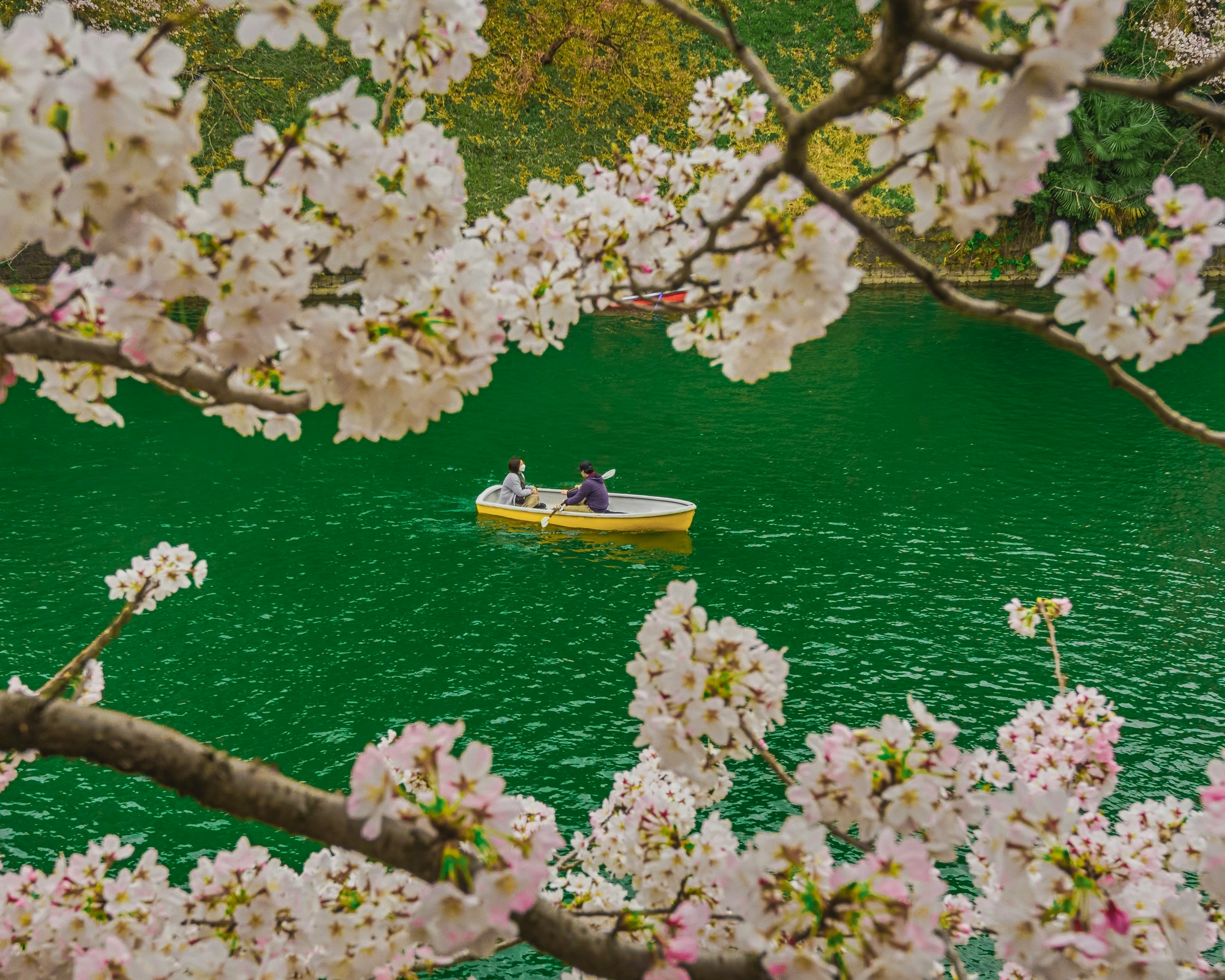 緑の湖でボートに乗る二人と桜の花