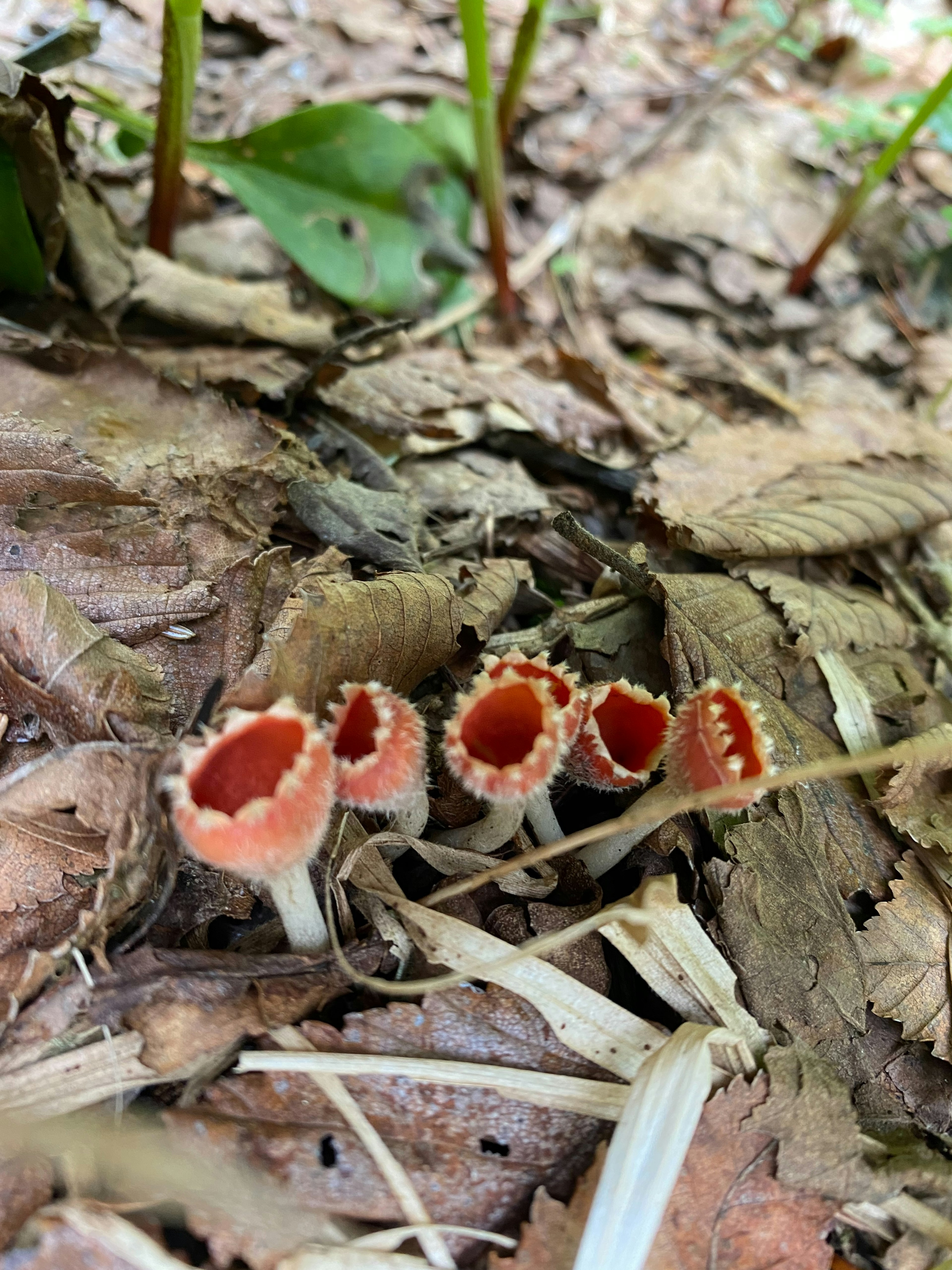 Foto de un grupo de hongos rojos creciendo en el suelo