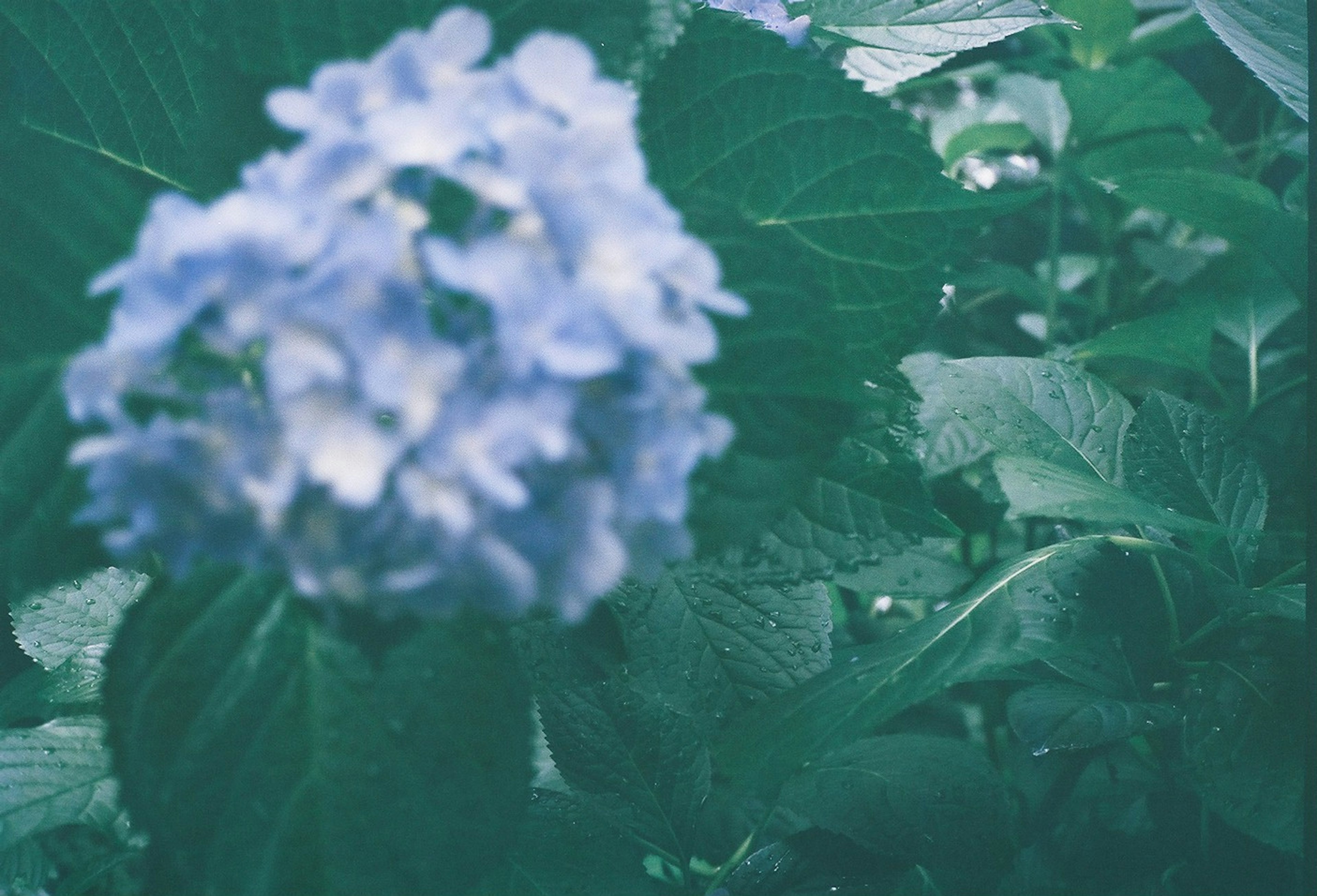 Gros plan sur une fleur bleue entourée de feuilles vertes