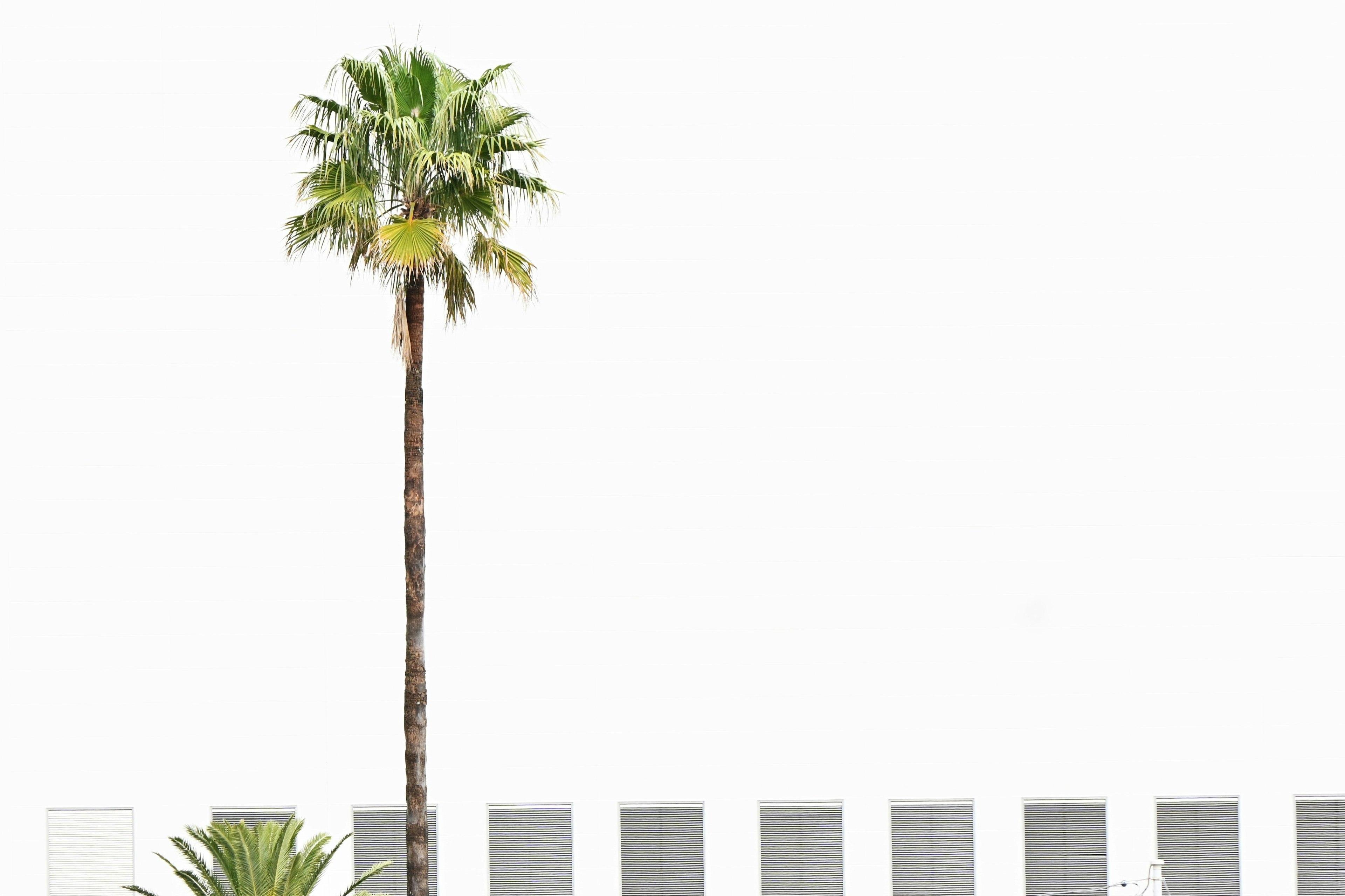 Palm tree against a white background with modern building elements