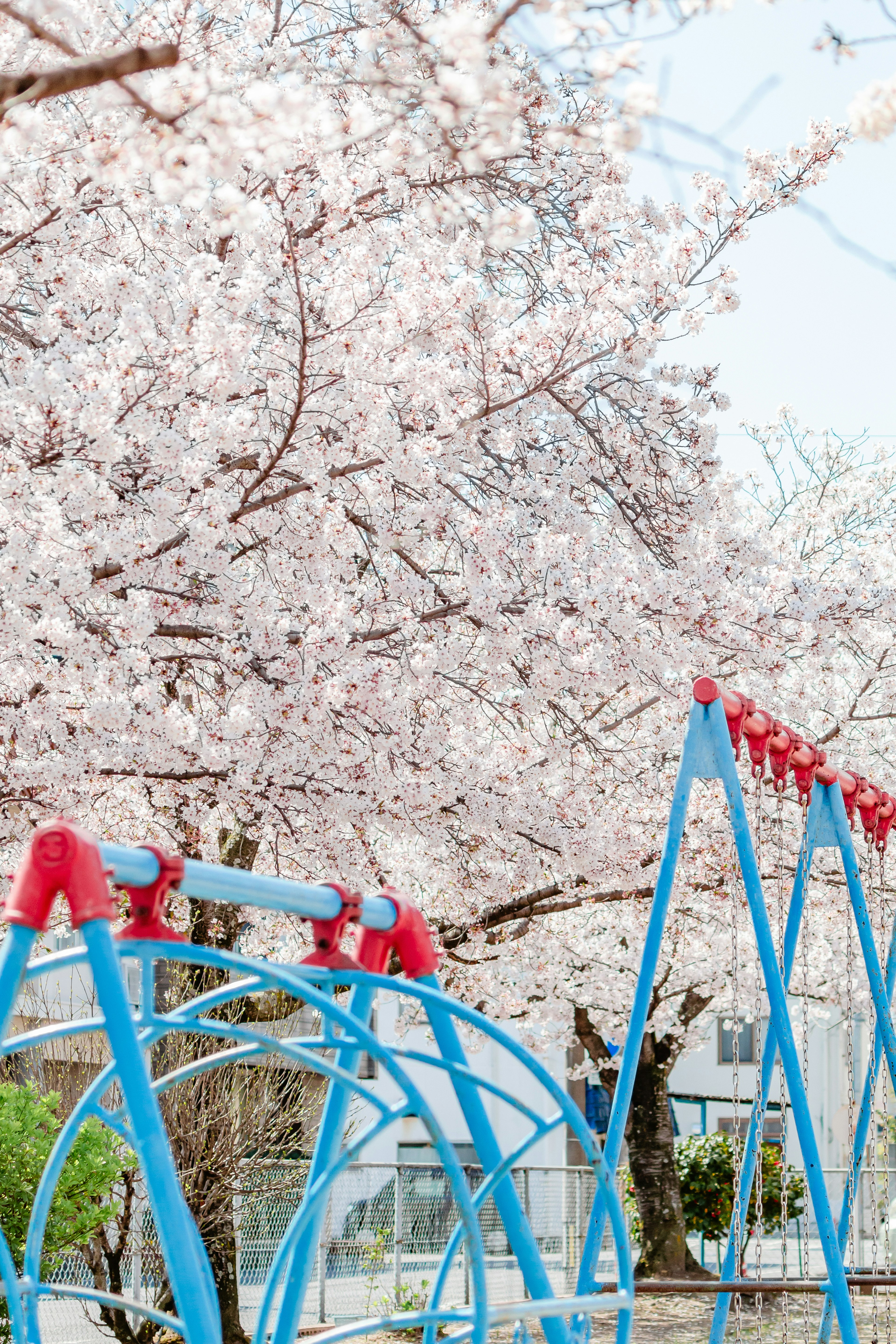 Parque infantil con equipos azules y cerezos en flor