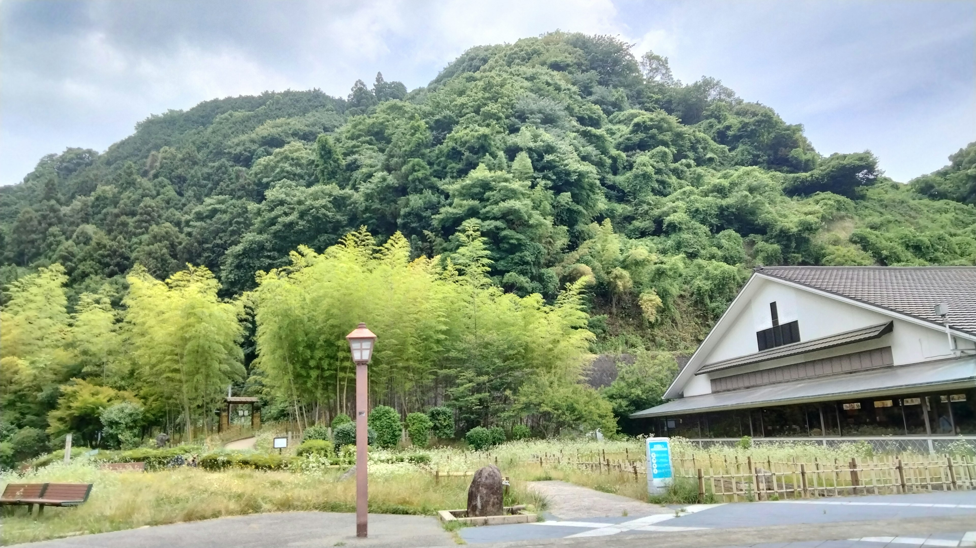 Scenic view featuring a lush green mountain and bamboo grove