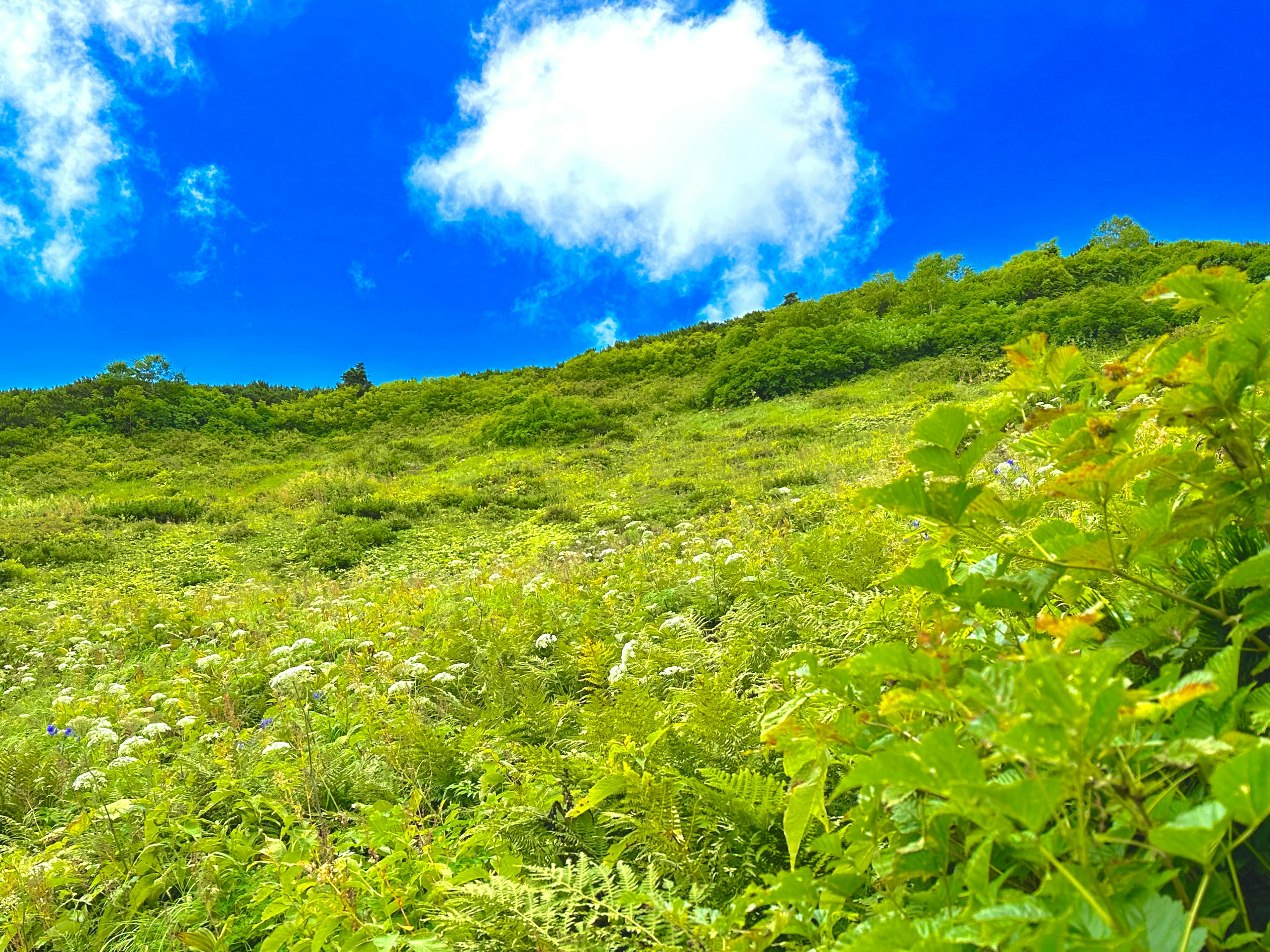 Vibrant green hillside under a bright blue sky with fluffy white clouds