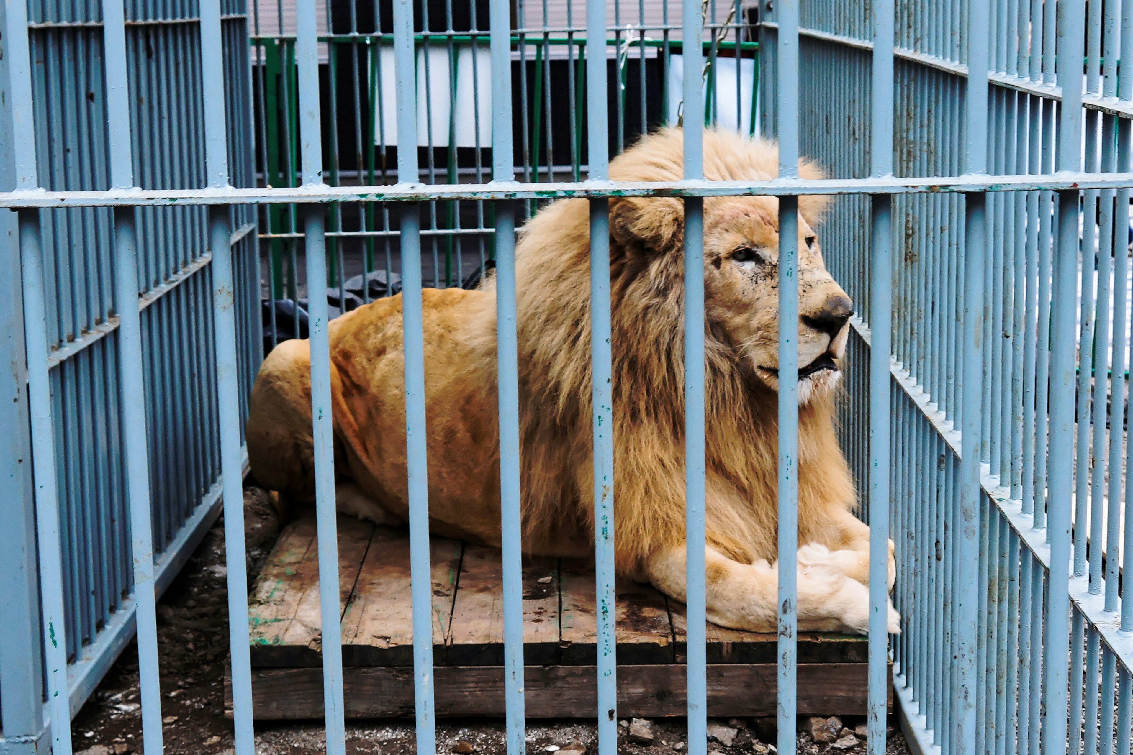 Un león dorado acostado dentro de una jaula de metal