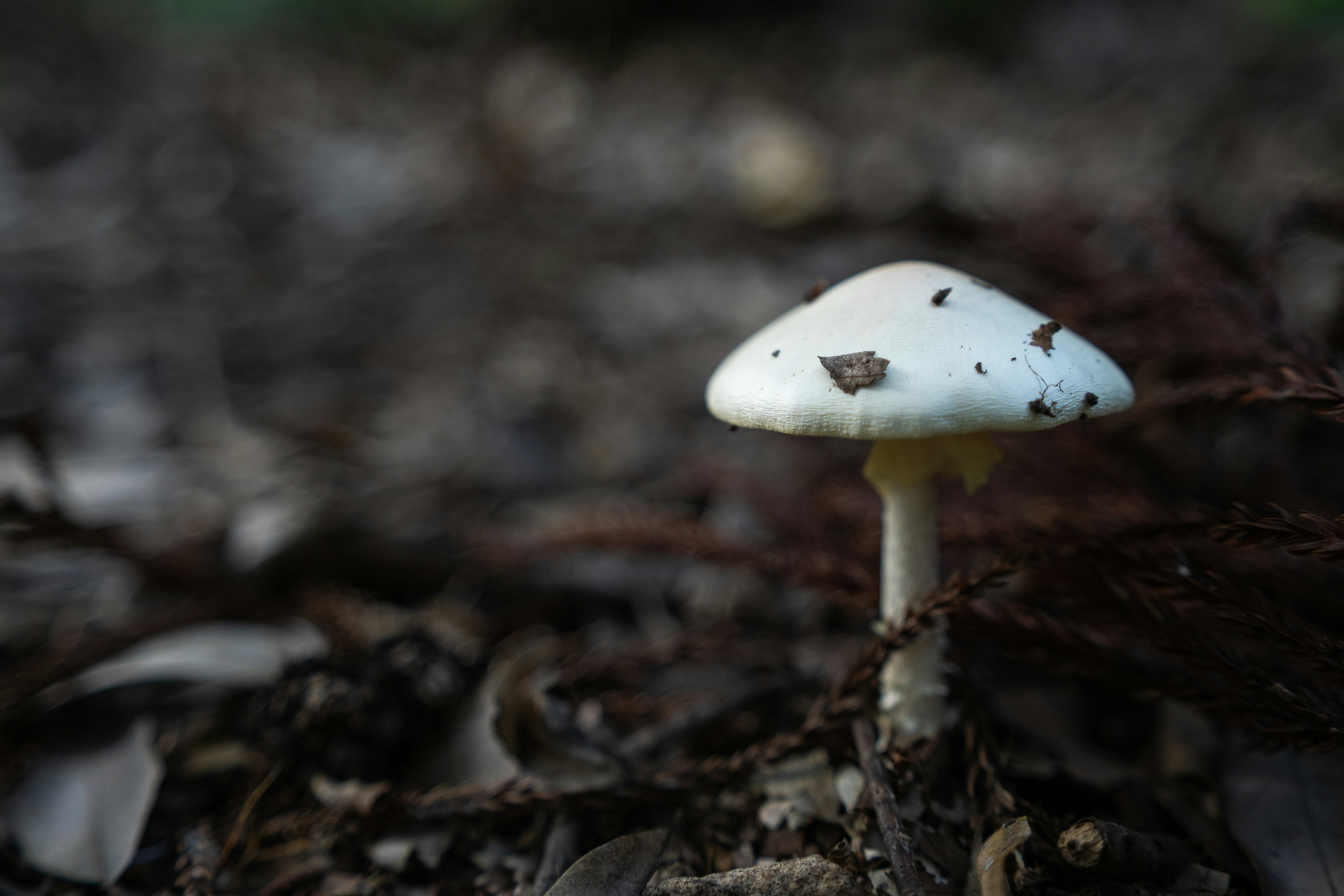 Un fungo bianco che cresce sul terreno in un ambiente naturale