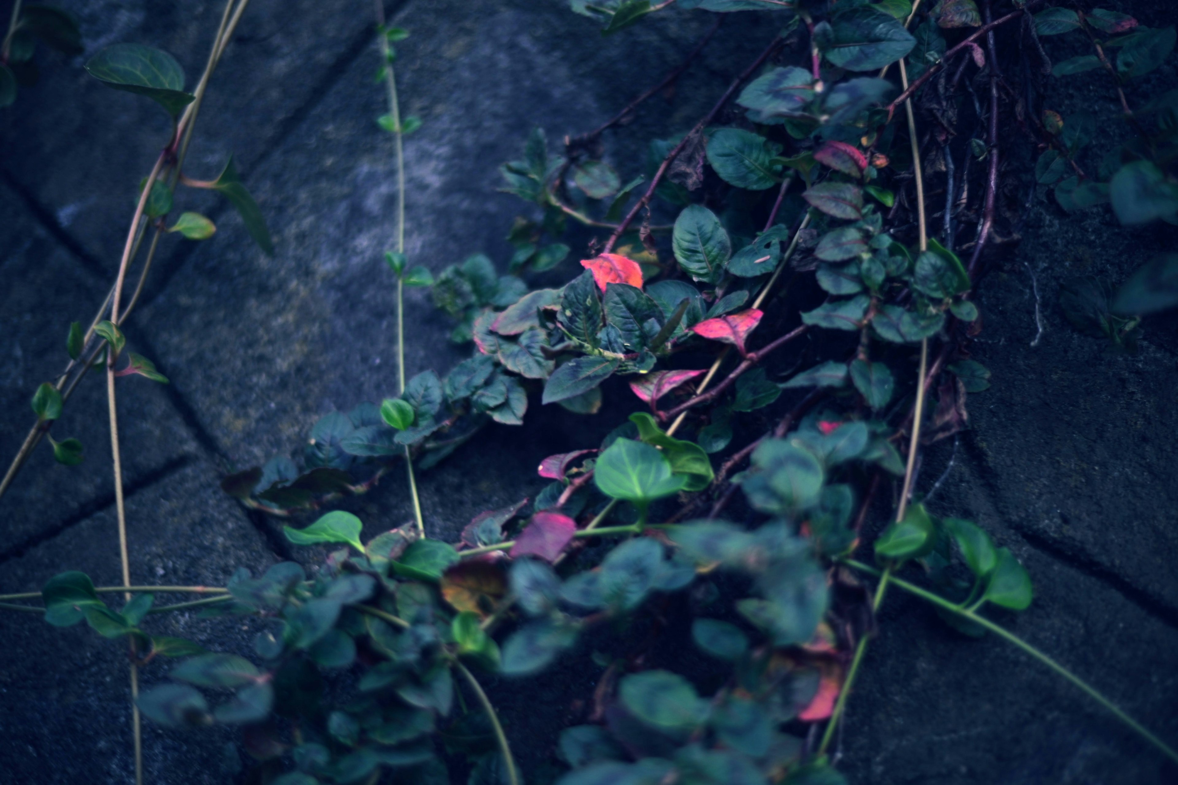 緑の葉と赤い葉が混在する植物が石の上に広がっている