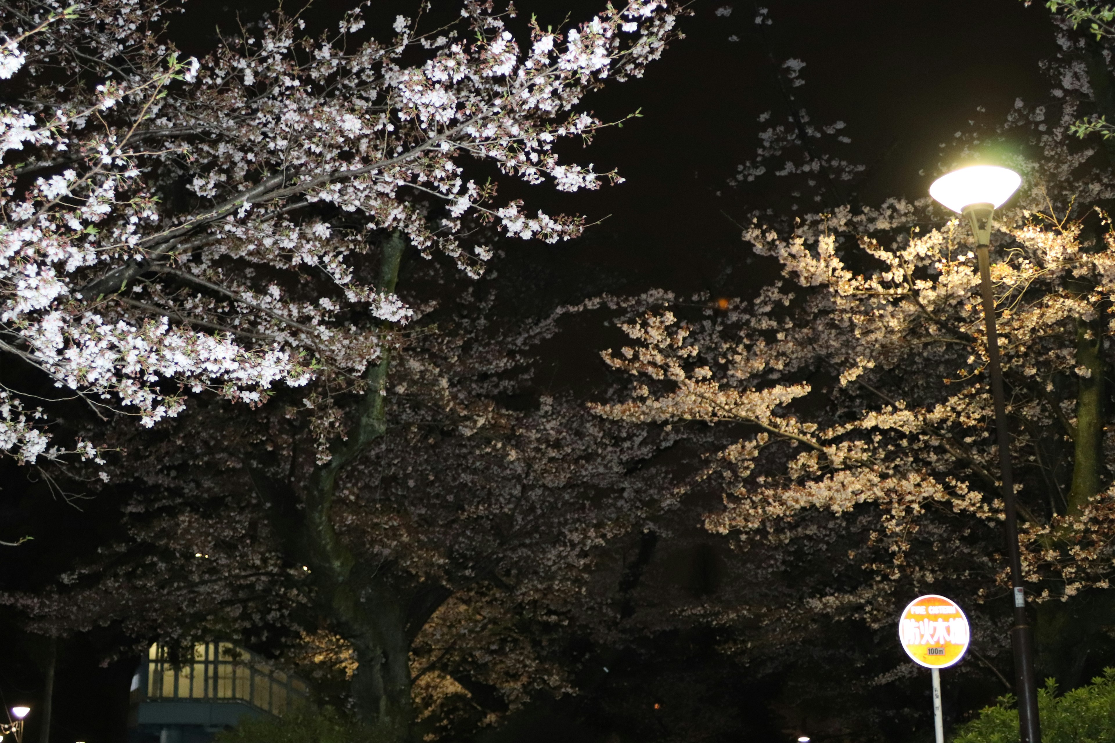 Cherry blossom trees illuminated at night under a streetlight