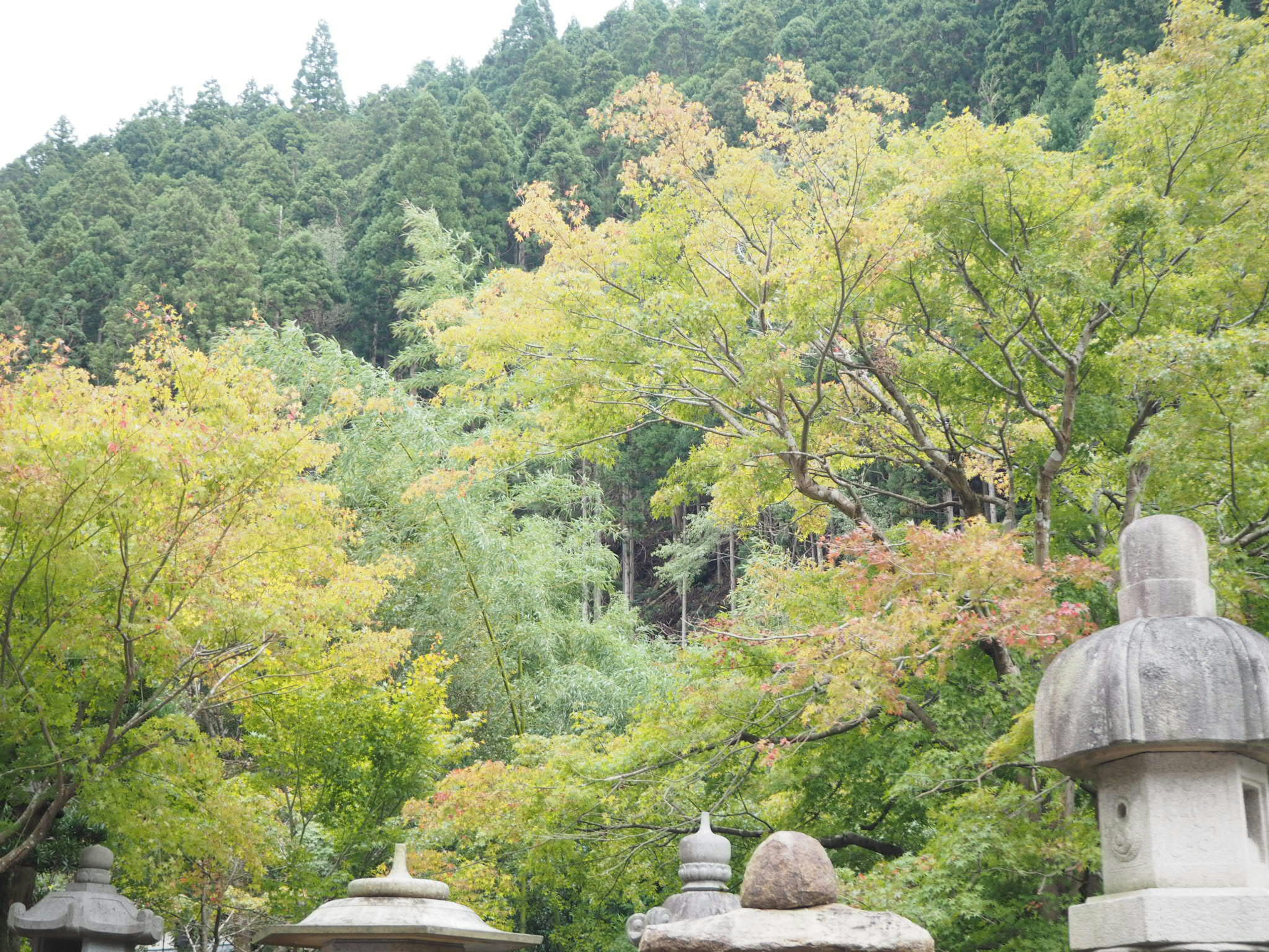 Scenic view of trees with green and yellow leaves featuring stone lanterns