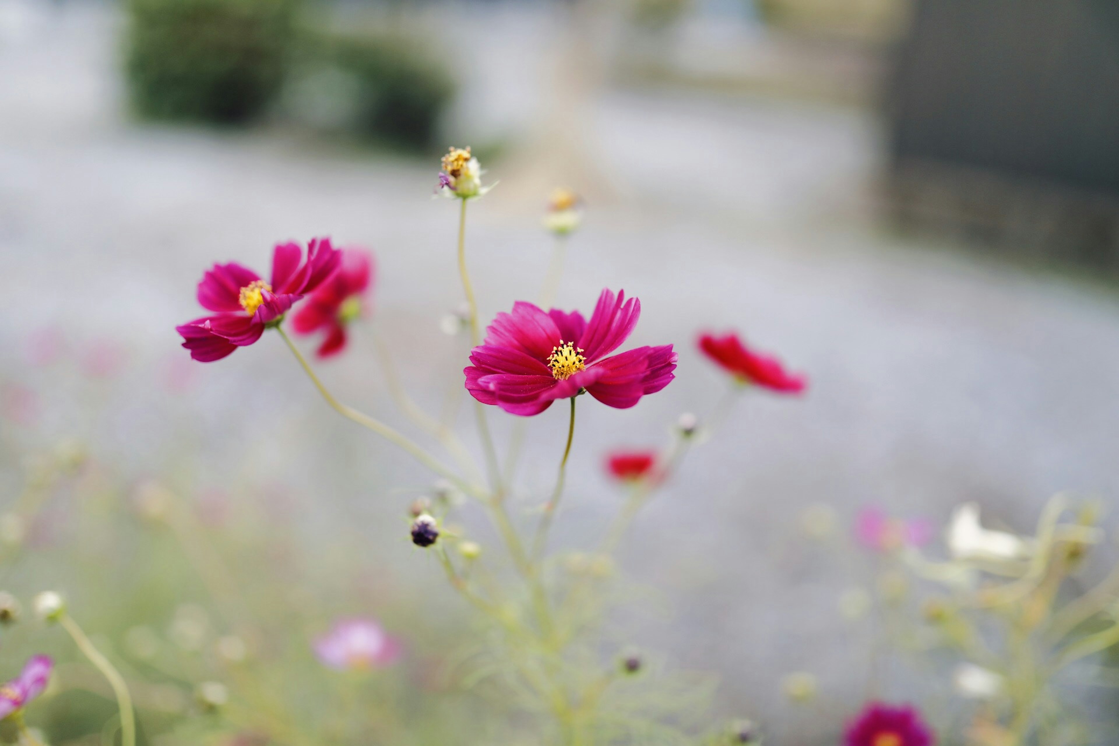 鮮やかな赤い花が咲いている風景の写真